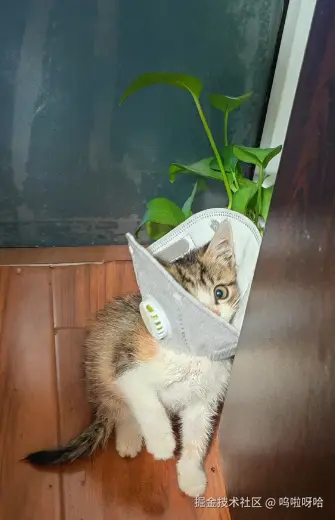 呜啦呀哈于2025-11-13 09:21发布的图片