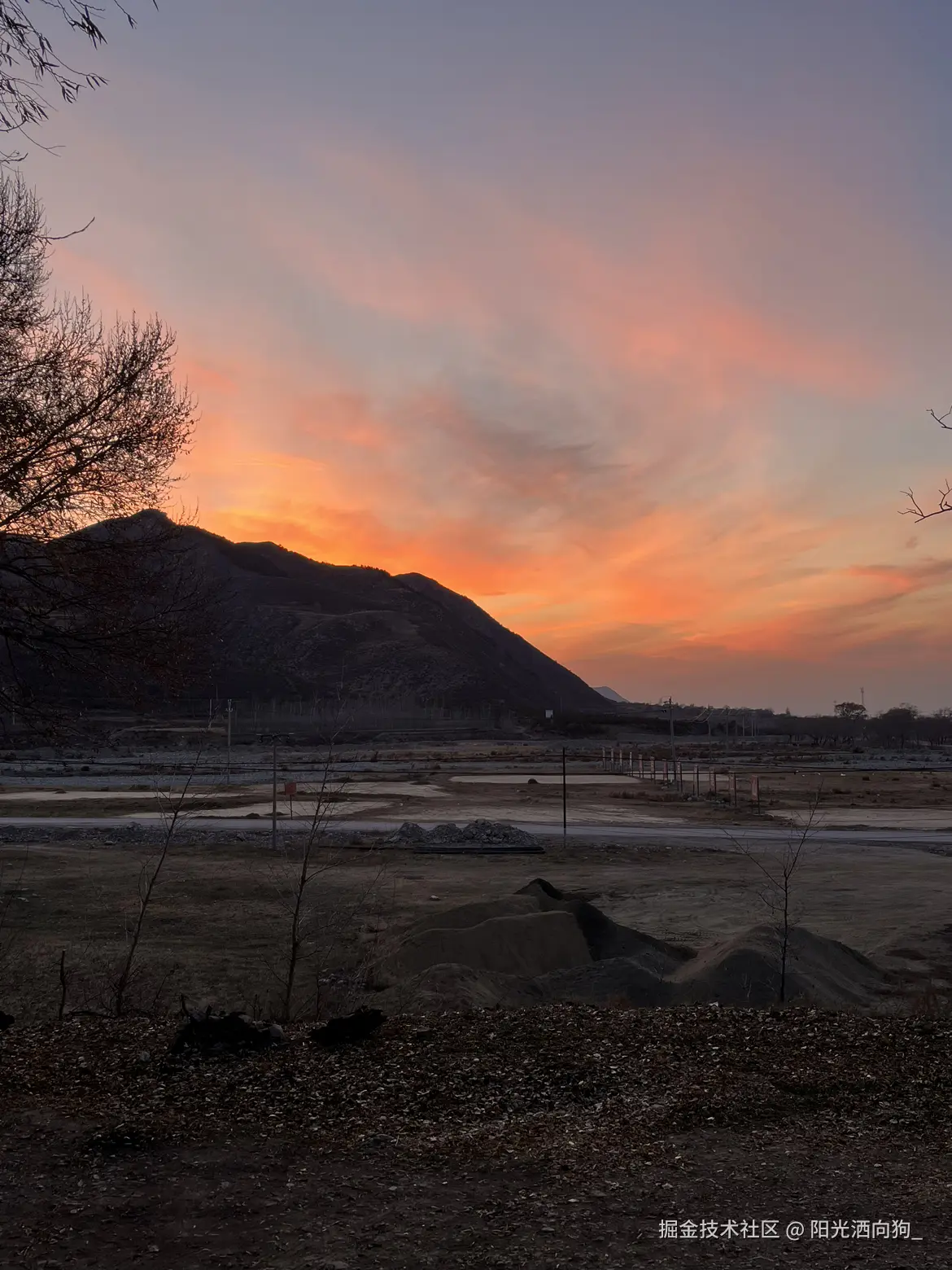 阳光洒向狗_于2024-11-14 11:25发布的图片