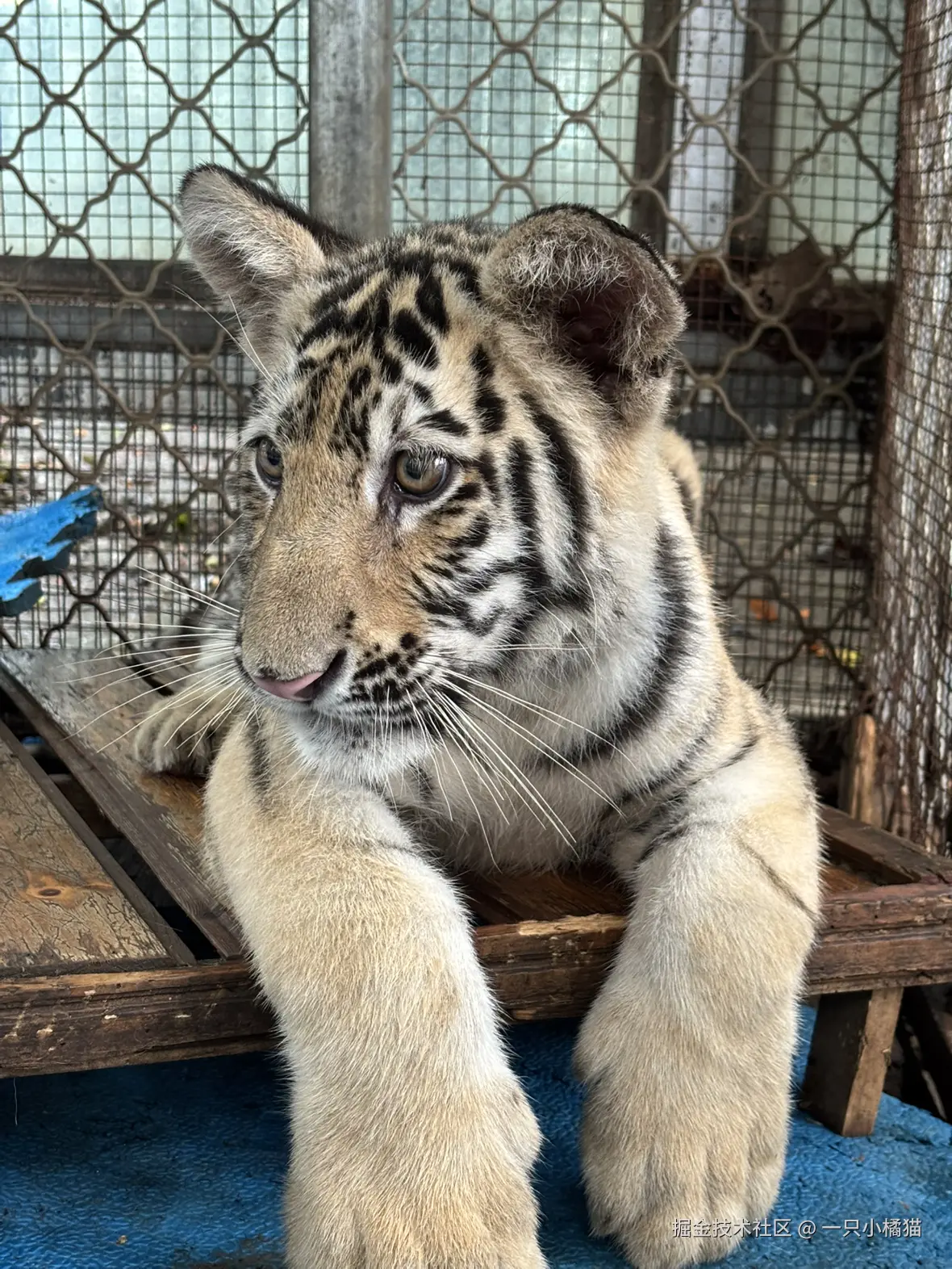 一只小橘猫于2025-10-08 12:32发布的图片