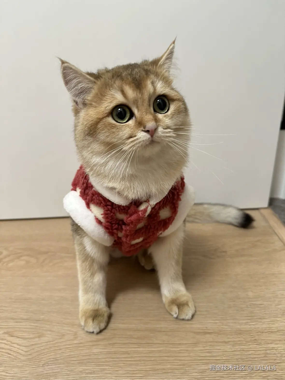 LALALA于2026-02-16 13:42发布的图片