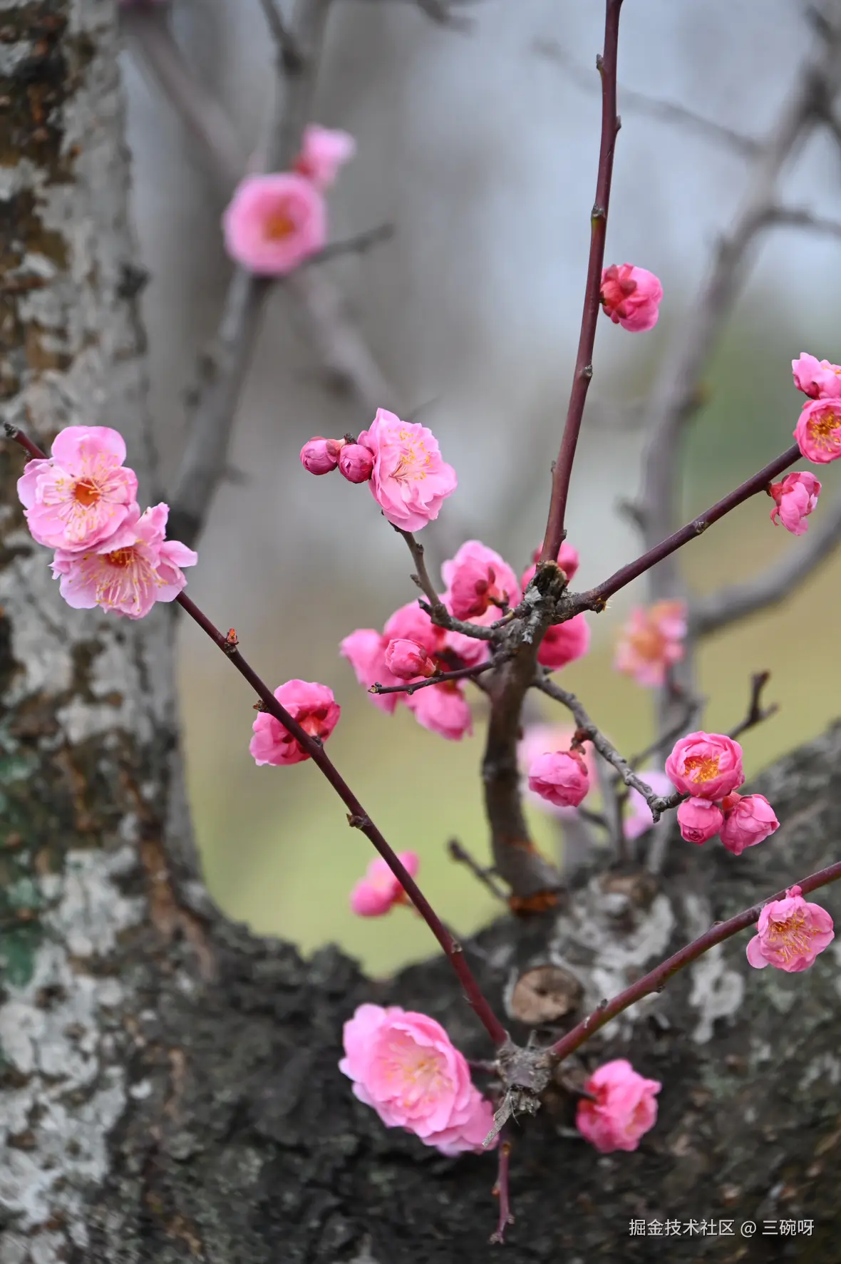 三碗呀于2025-02-17 16:01发布的图片