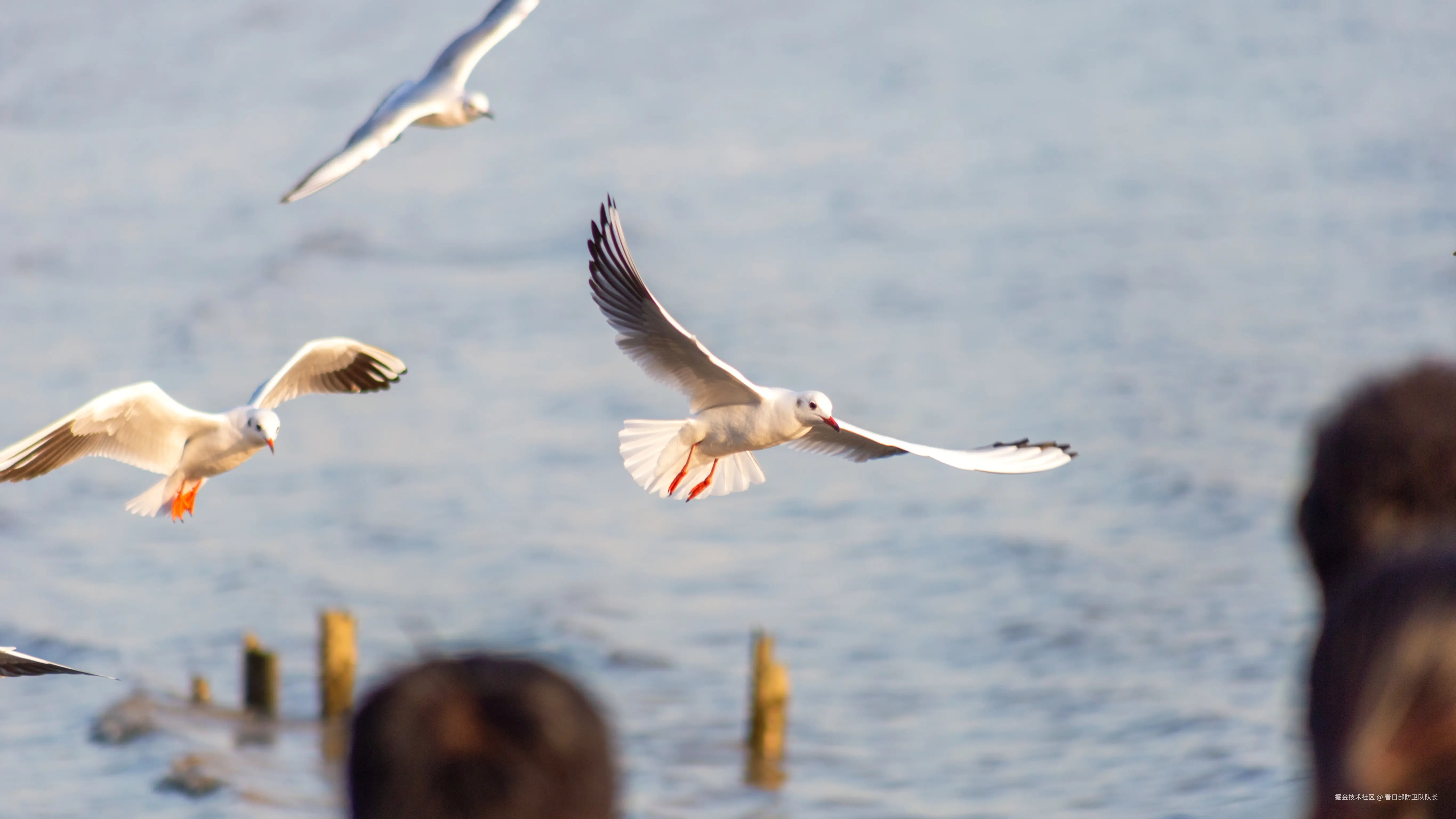 春日部防卫队队长于2024-12-02 09:50发布的图片