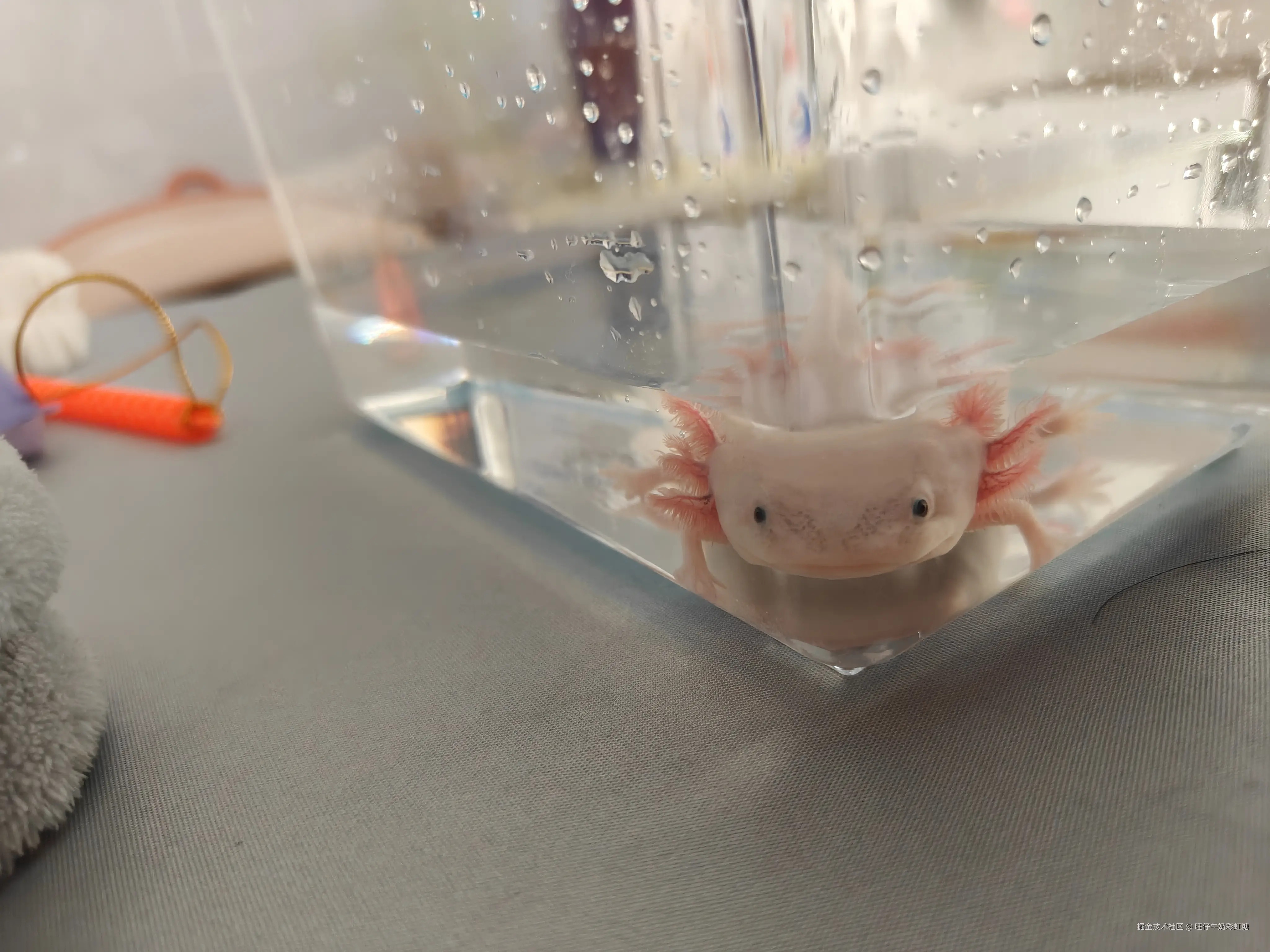 旺仔牛奶彩虹糖于2026-01-23 18:28发布的图片