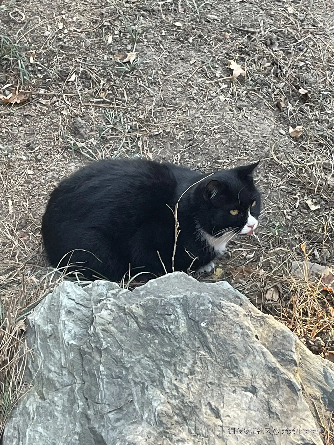 亲亲小宝宝鸭于2026-01-04 09:11发布的图片