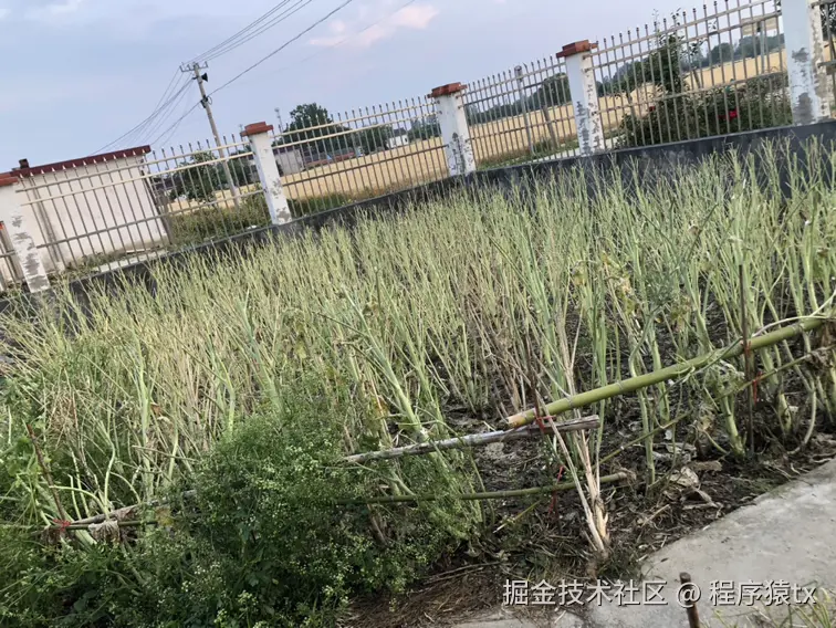 程序猿tx于2025-05-24 18:10发布的图片