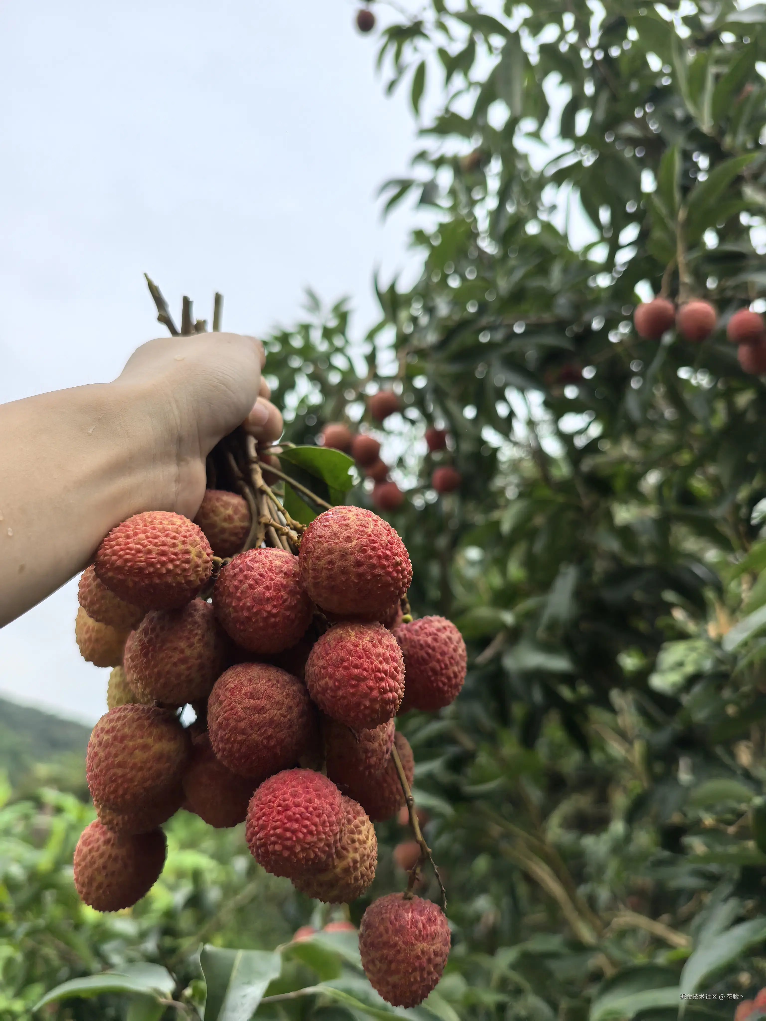 花脸丶于2025-06-04 00:06发布的图片