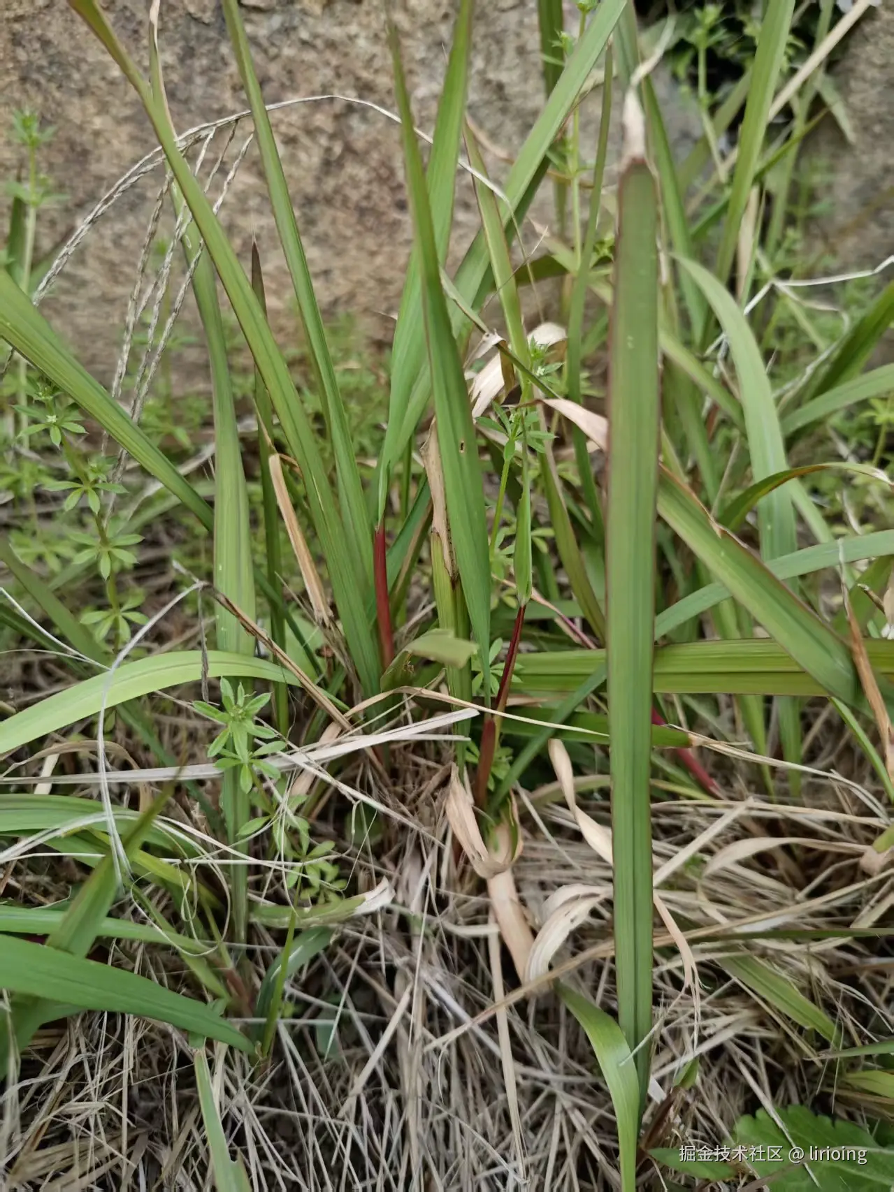 lirioing于2026-03-27 13:36发布的图片