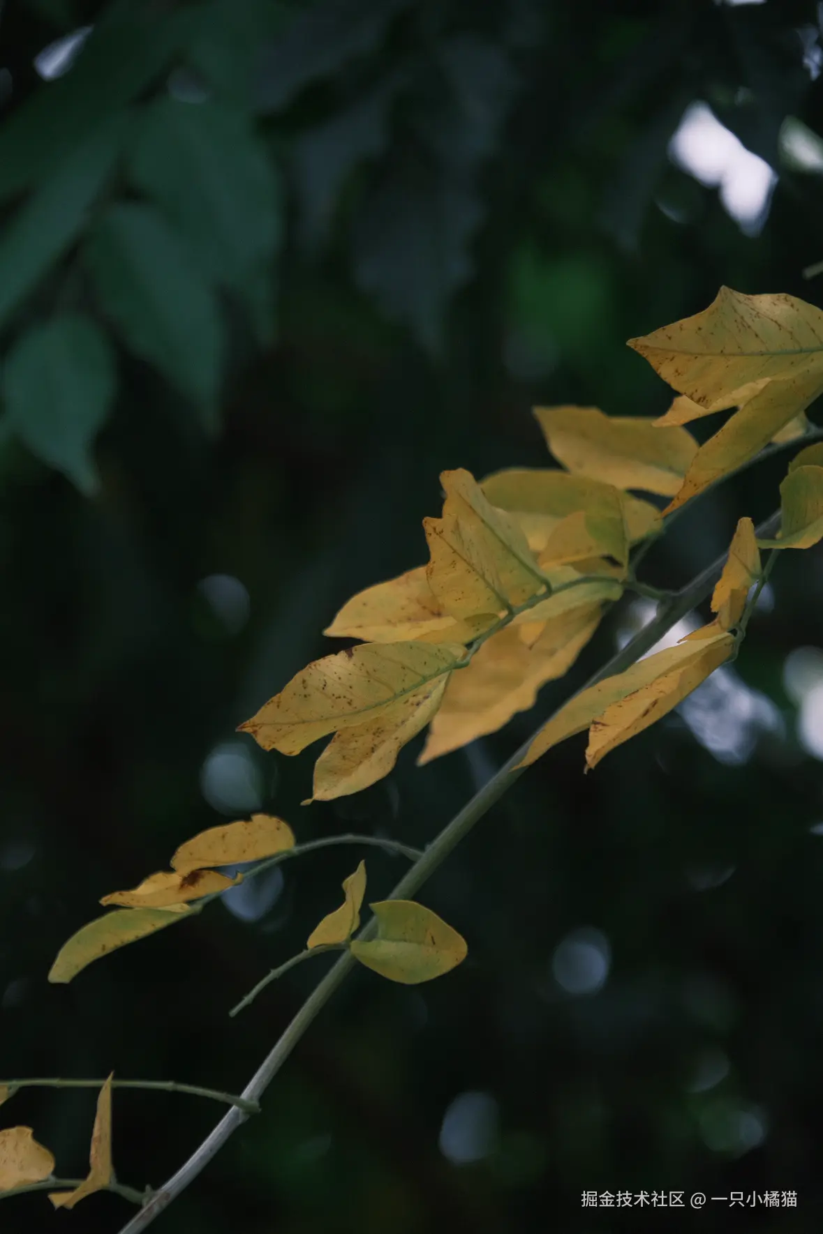 一只小橘猫于2025-10-06 11:34发布的图片