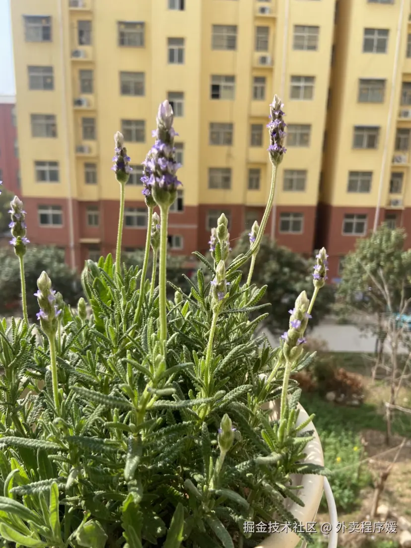 外卖程序媛于2026-03-25 09:55发布的图片