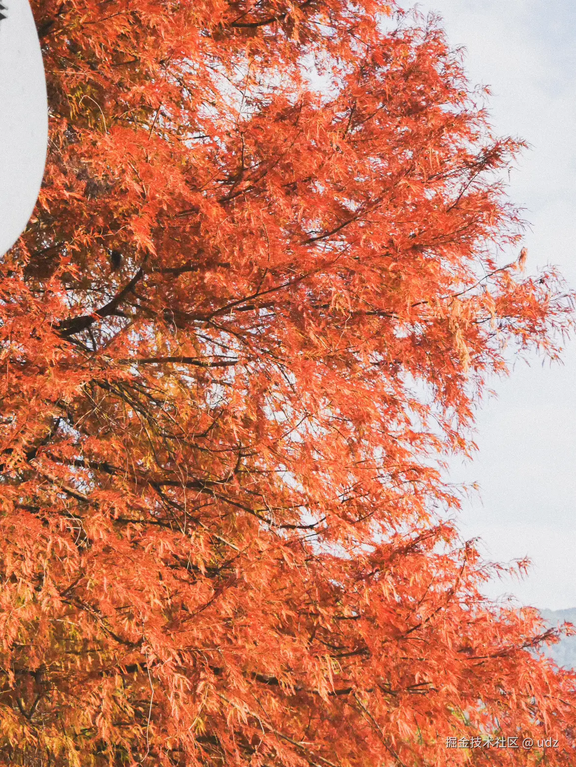 udz于2025-01-18 09:26发布的图片