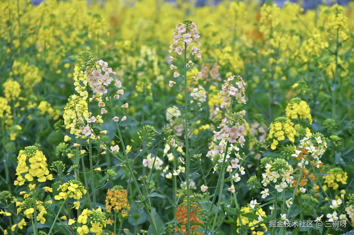 三碗呀于2025-03-10 14:21发布的图片