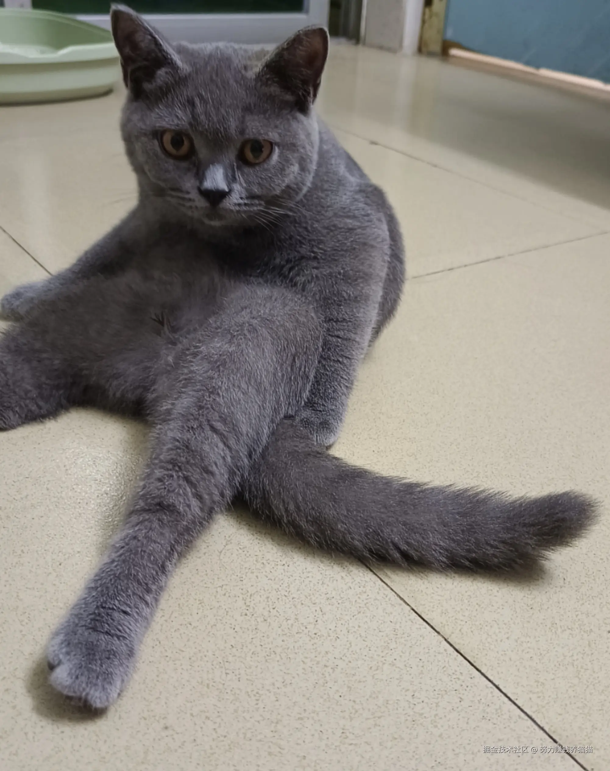 努力赚钱养猫猫于2024-08-24 11:09发布的图片