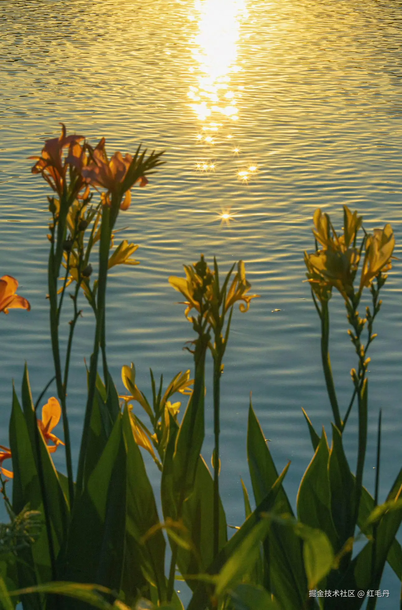 红毛丹于2024-11-18 13:14发布的图片