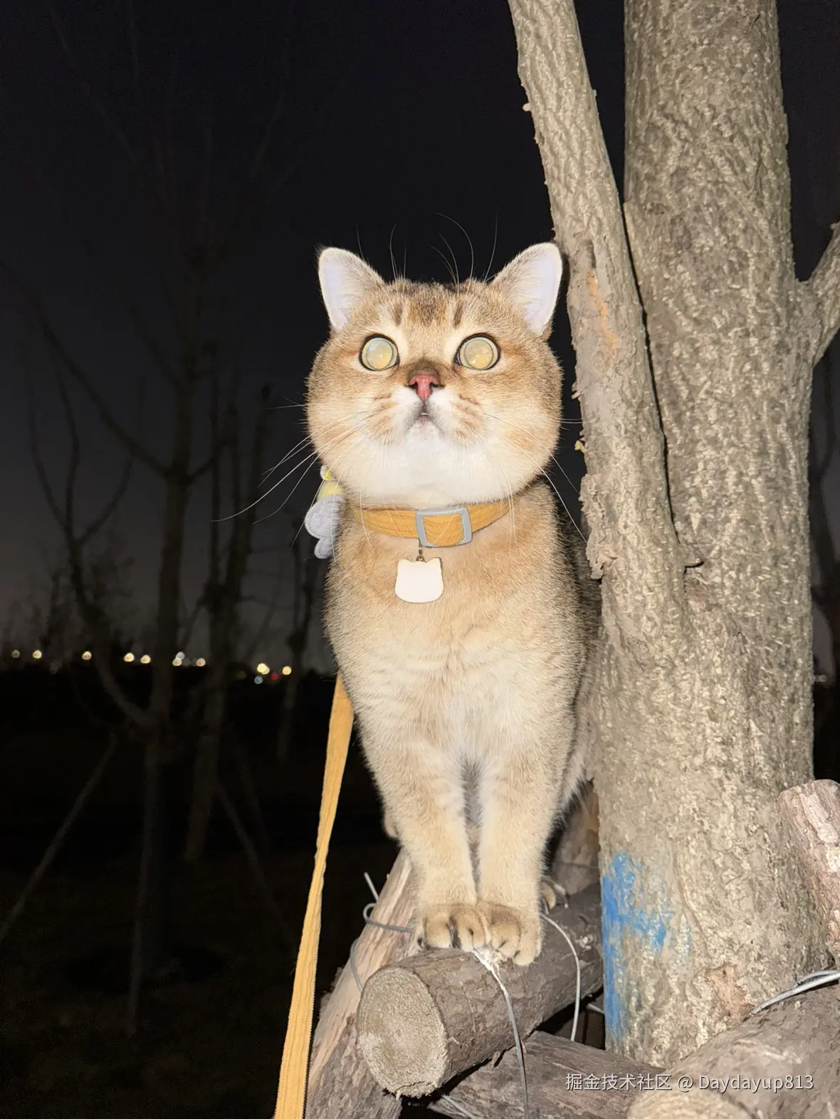 Daydayup813于2025-01-03 11:39发布的图片