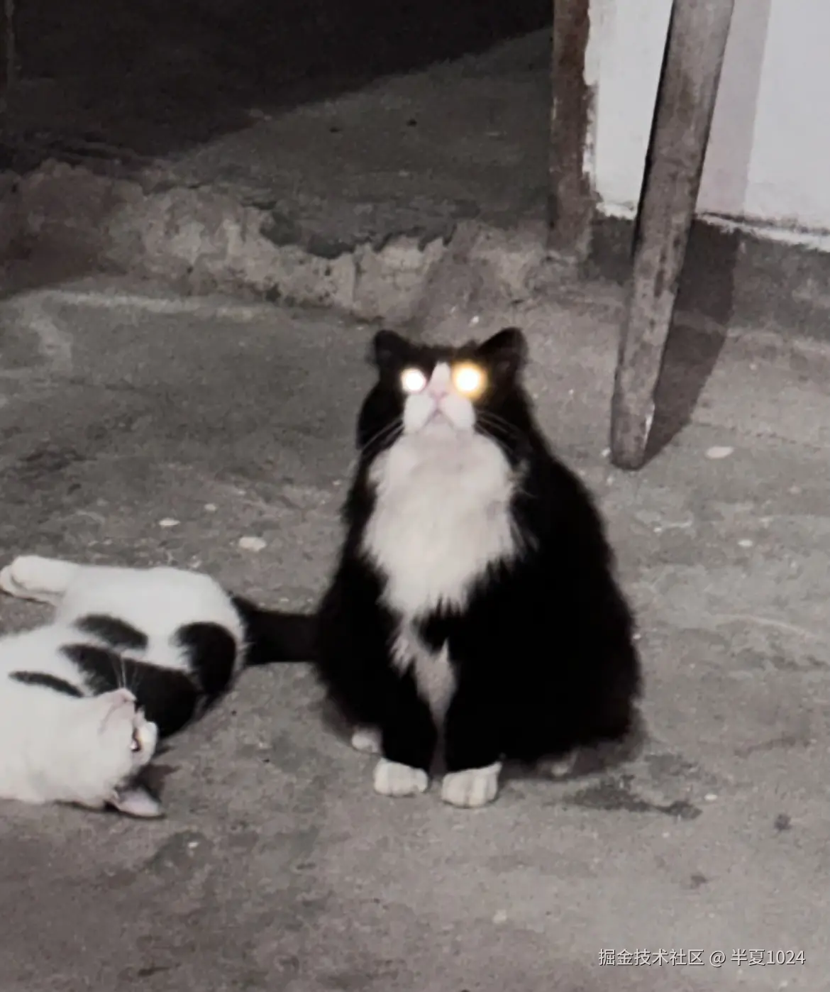 半夏1024于2024-07-30 11:09发布的图片