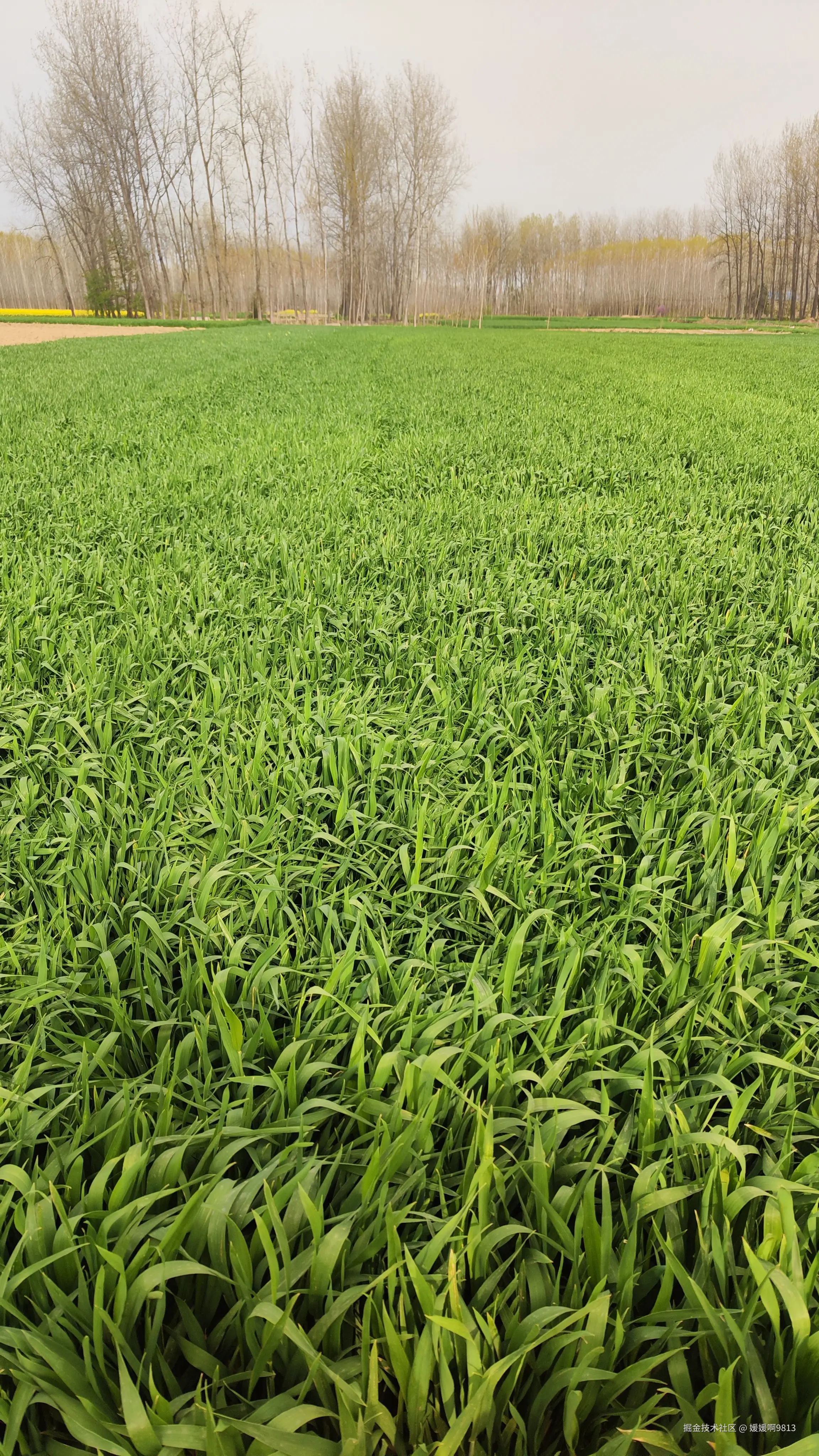 媛媛啊9813于2025-04-01 13:59发布的图片