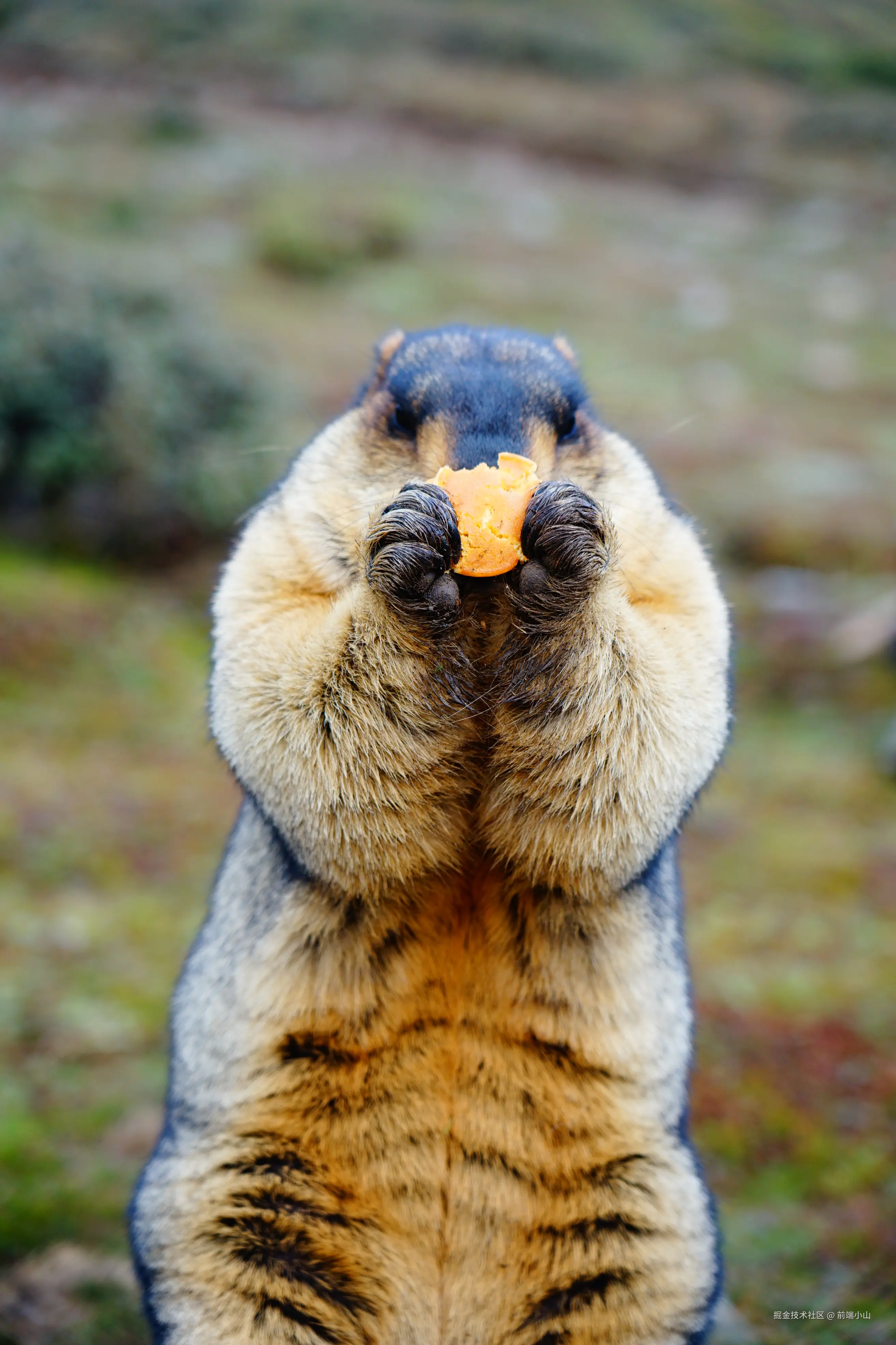 前端小山于2025-10-09 22:14发布的图片