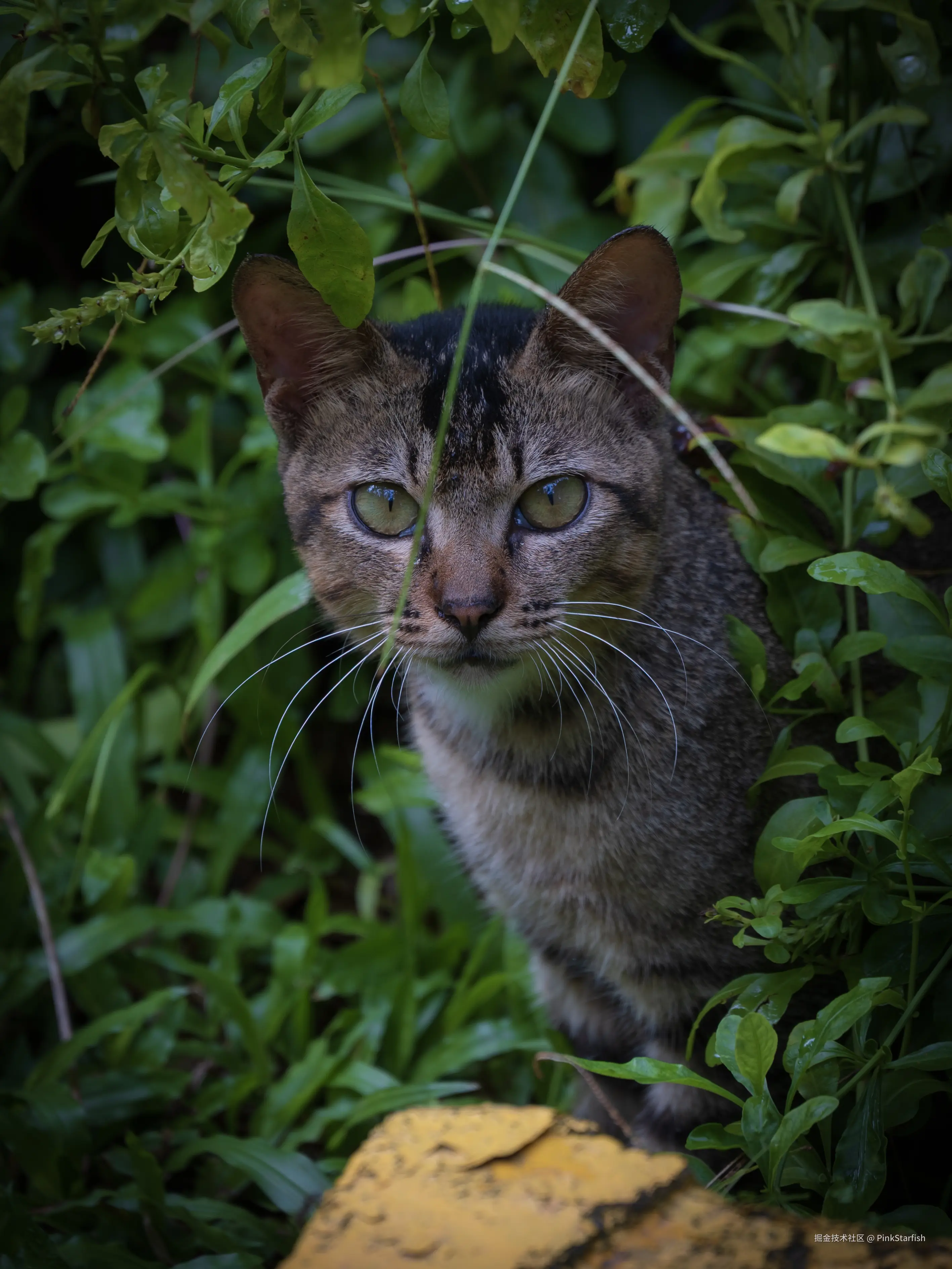 PinkStarfish于2025-07-09 14:25发布的图片