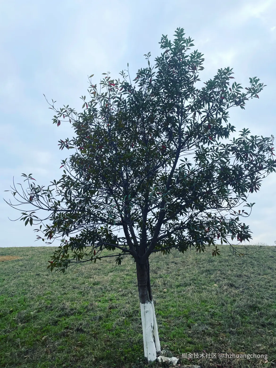 hzhuangchong于2024-12-20 15:46发布的图片