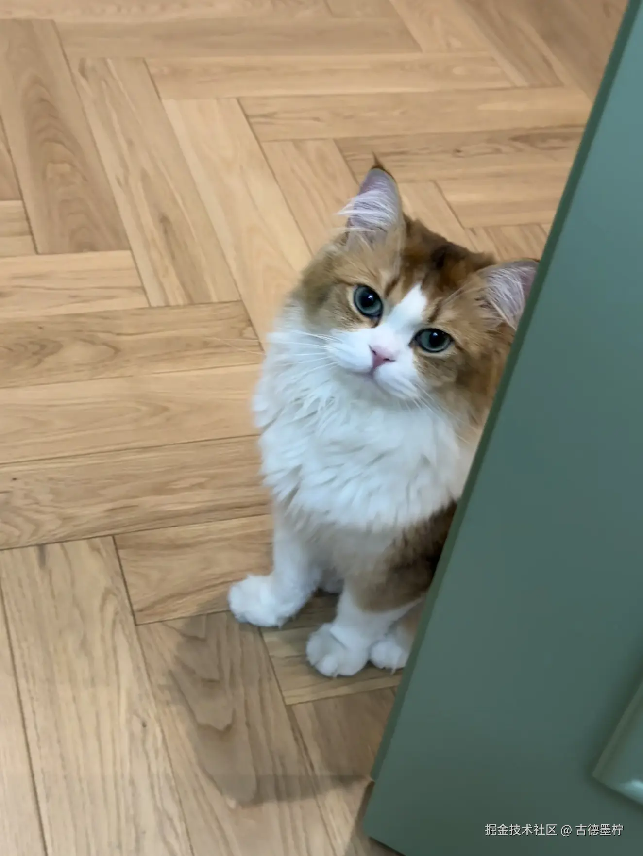 古德墨柠于2026-01-26 16:09发布的图片