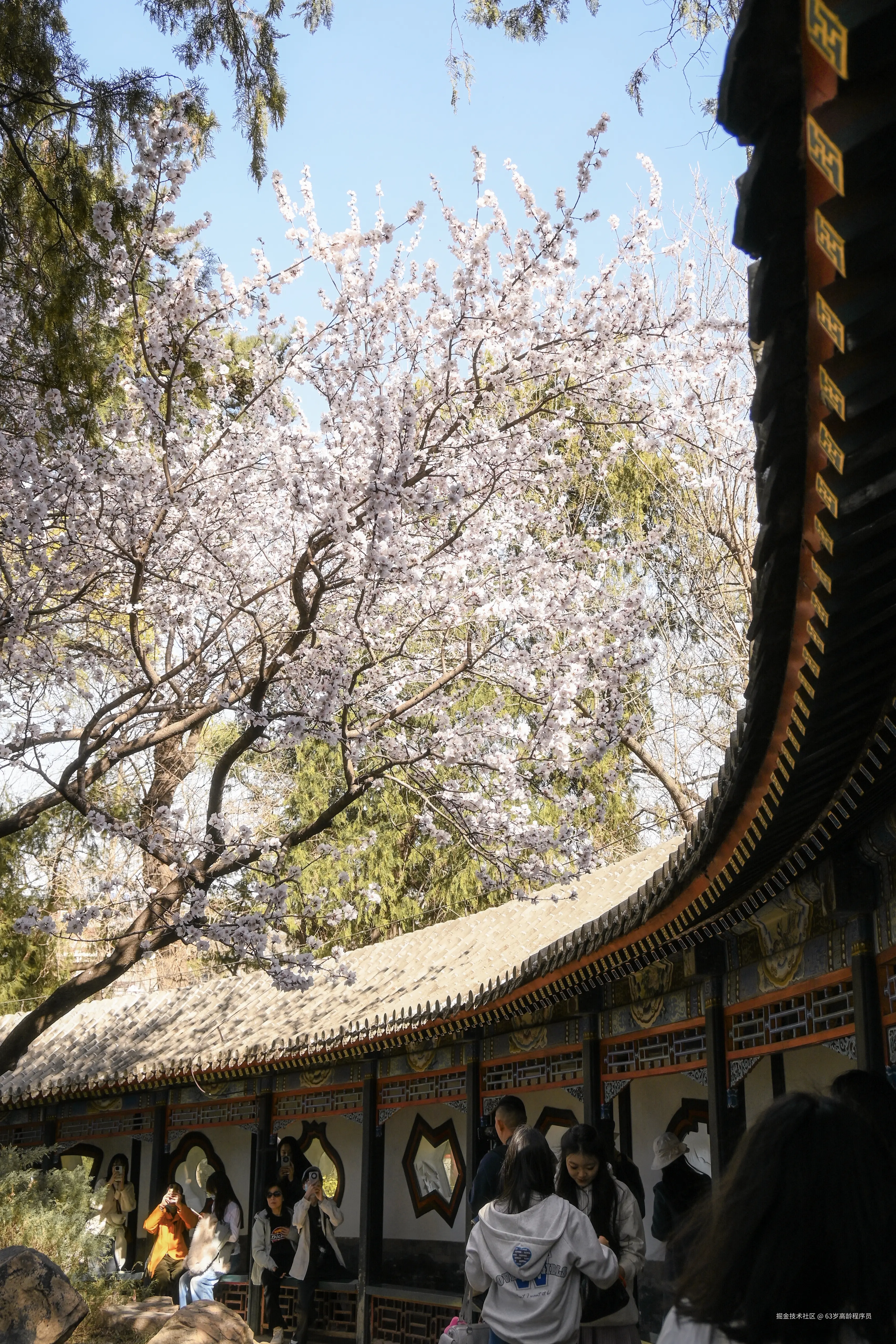 63岁高龄程序员于2026-03-23 16:32发布的图片