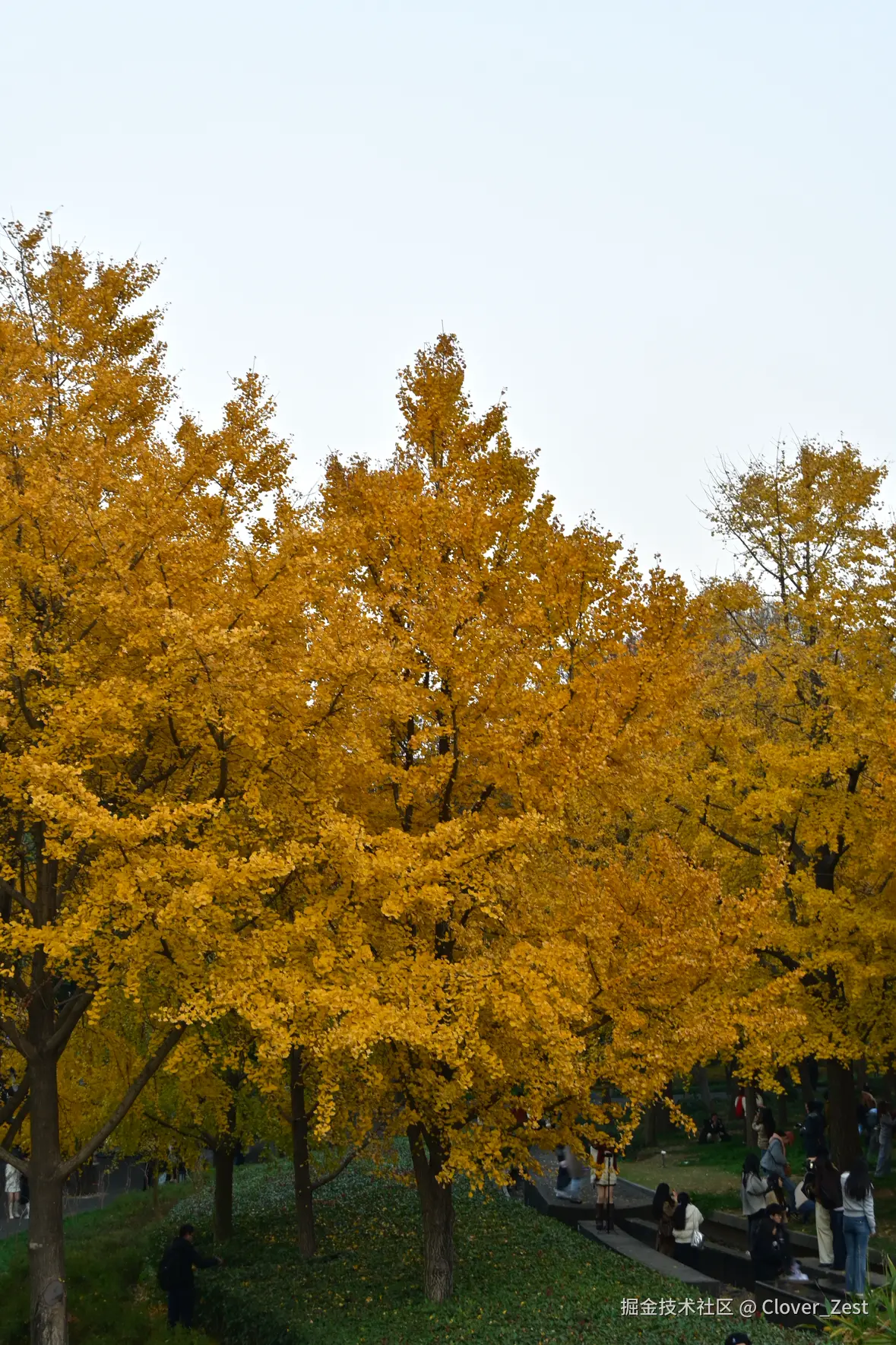 Clover_Zest于2025-12-08 10:12发布的图片