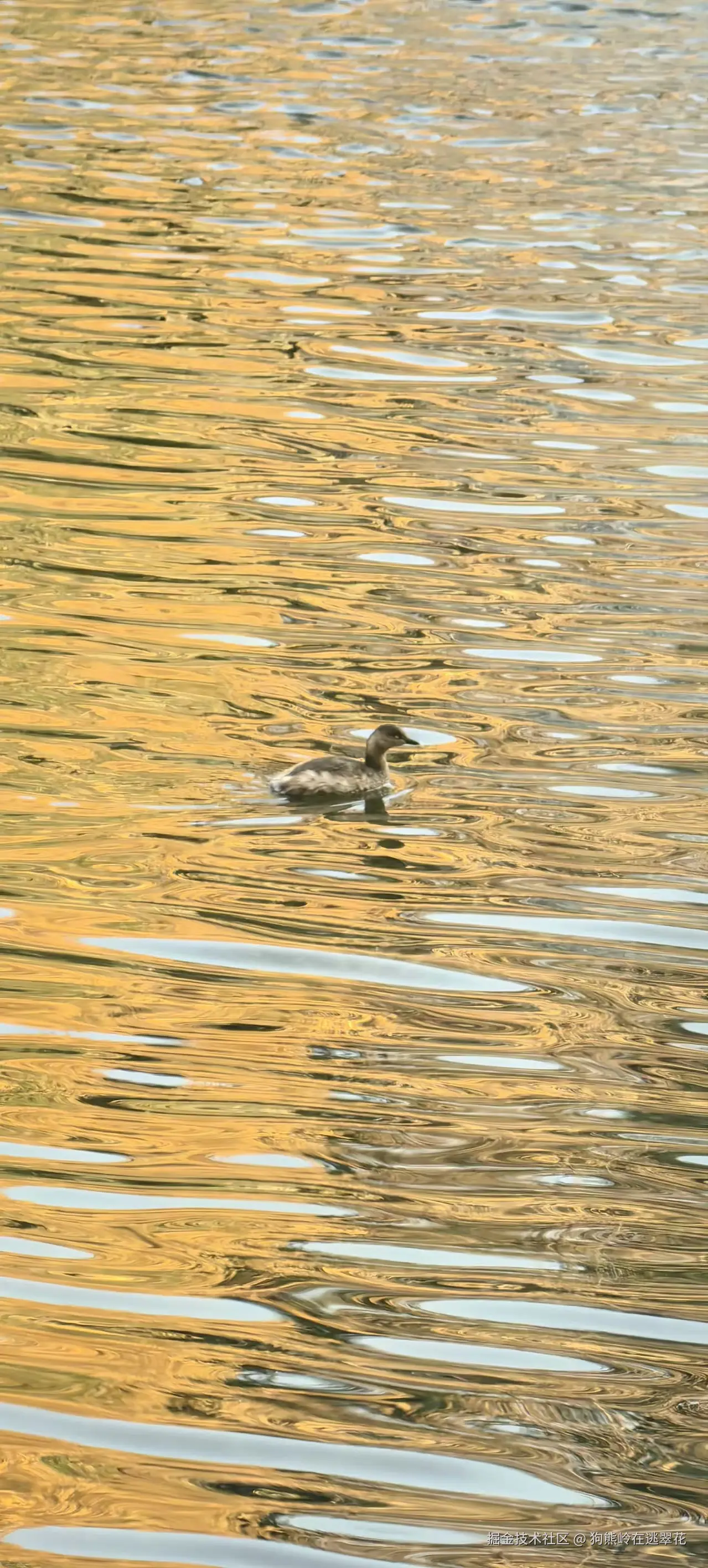 狗熊岭在逃翠花于2025-12-09 14:16发布的图片