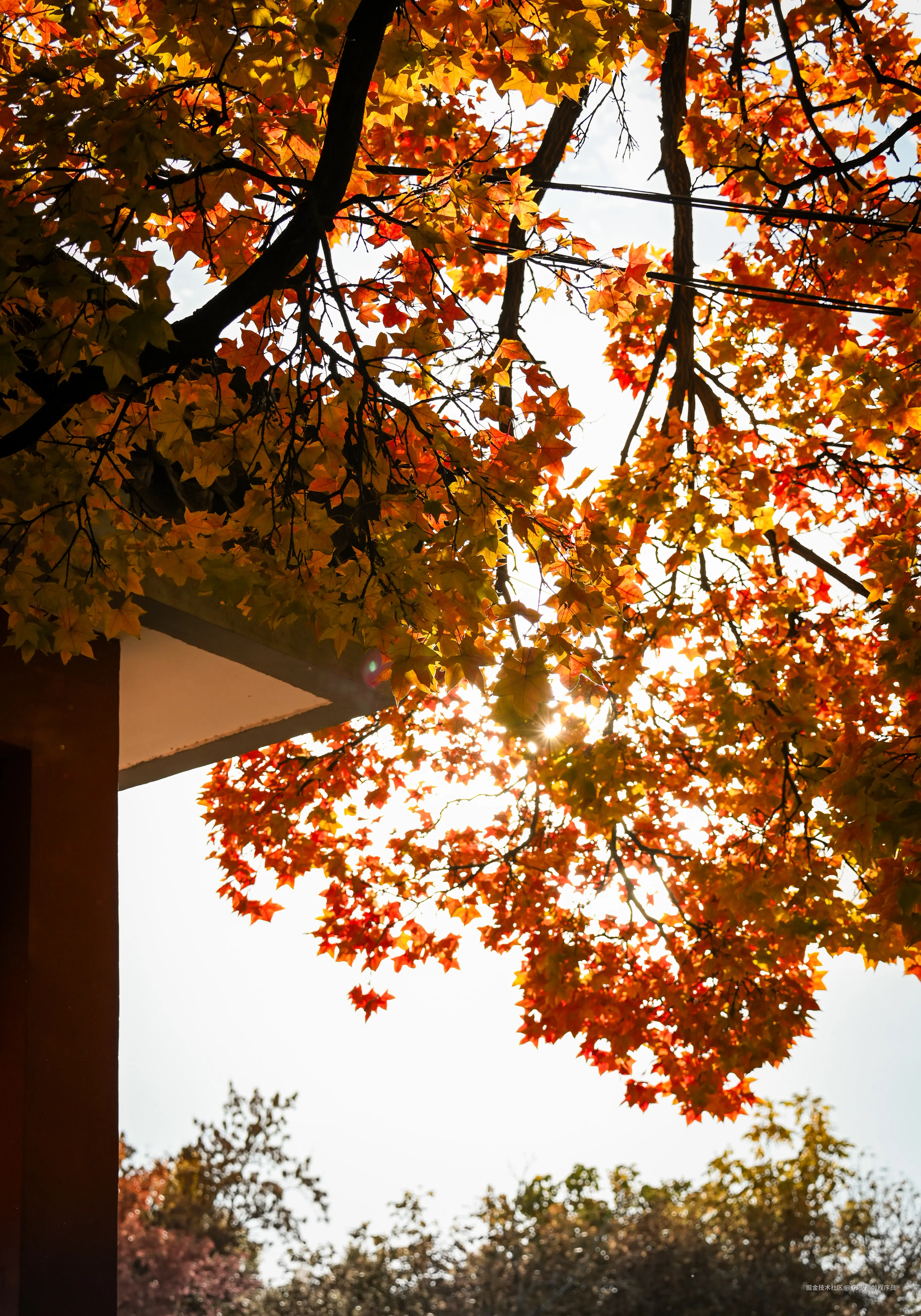 63岁高龄程序员于2025-11-05 15:17发布的图片