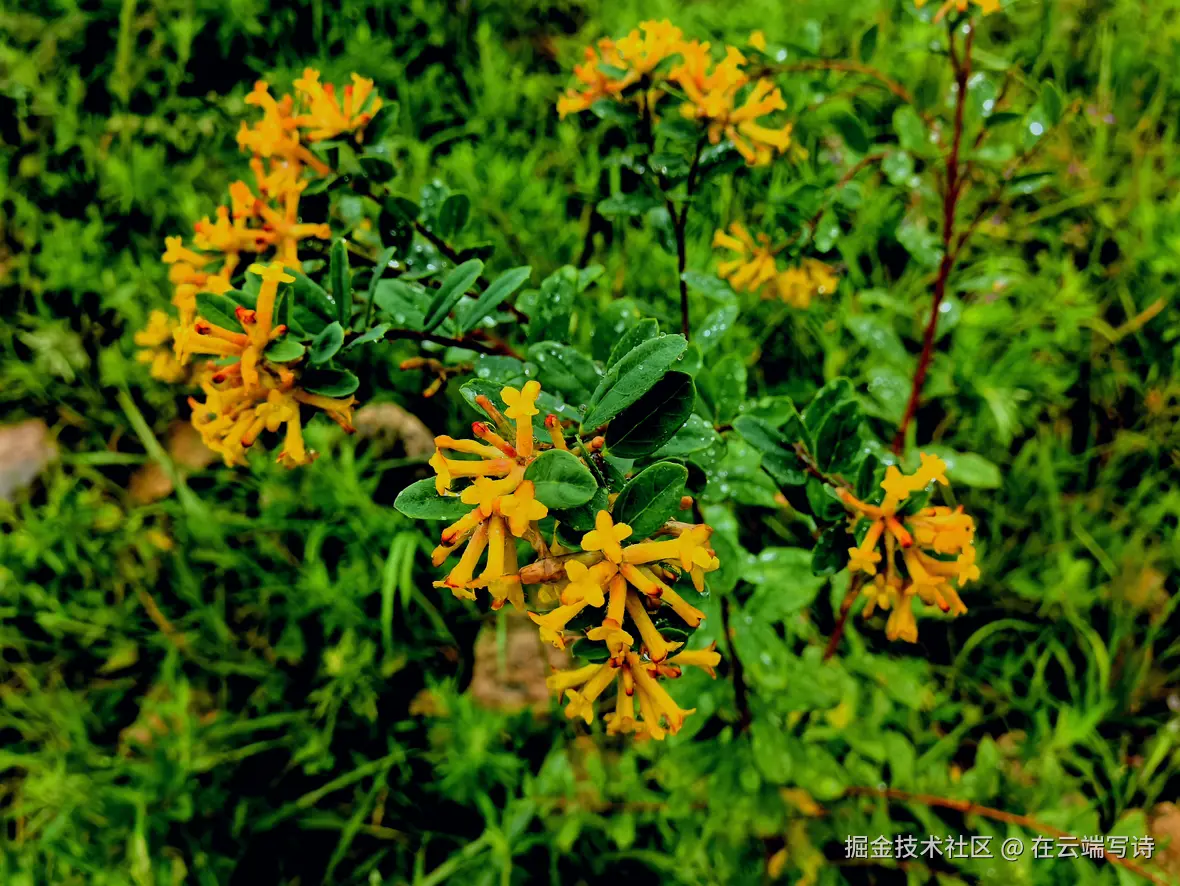 在云端写诗于2025-08-25 14:25发布的图片