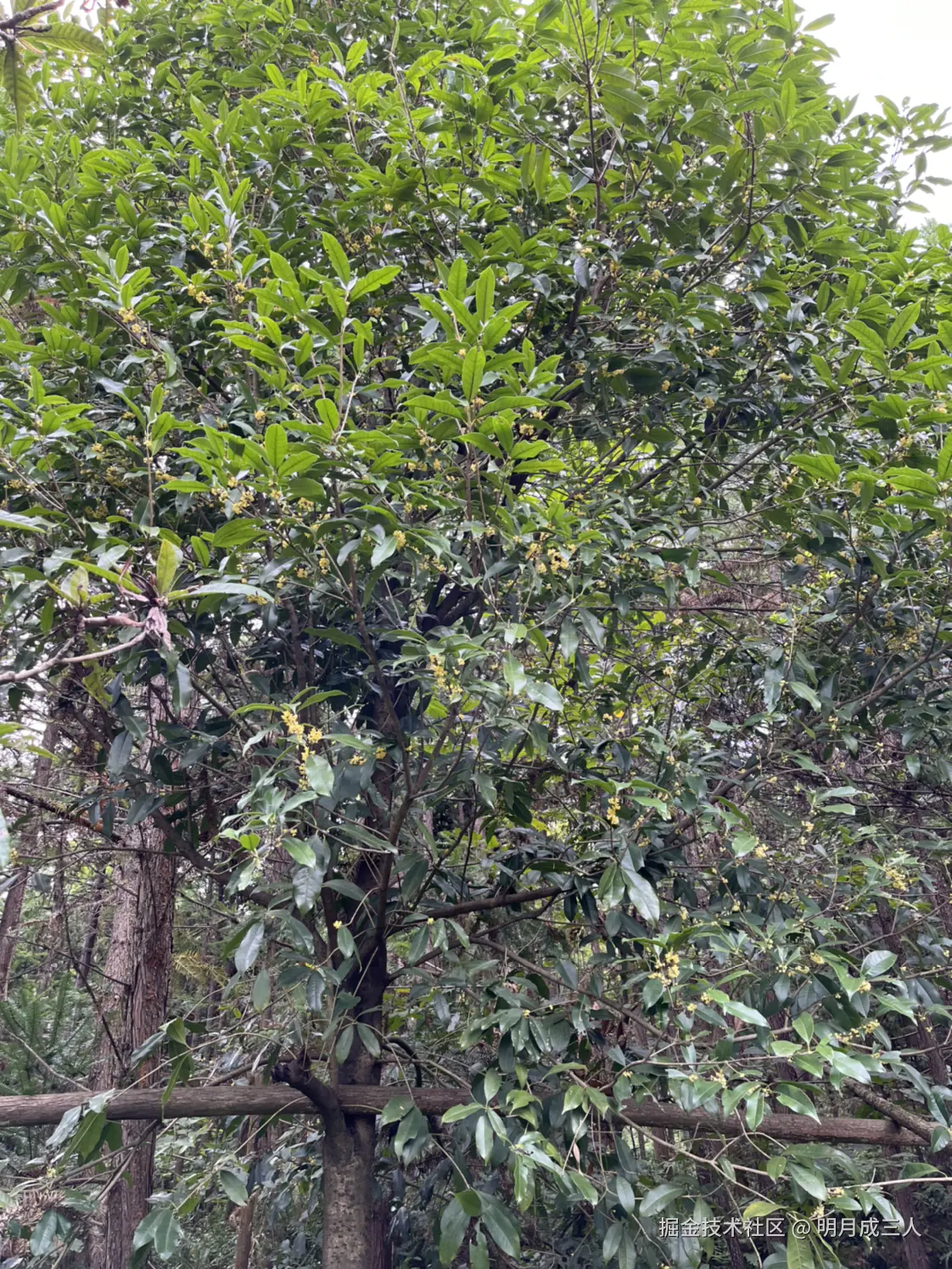 明月成三人于2025-10-10 01:16发布的图片