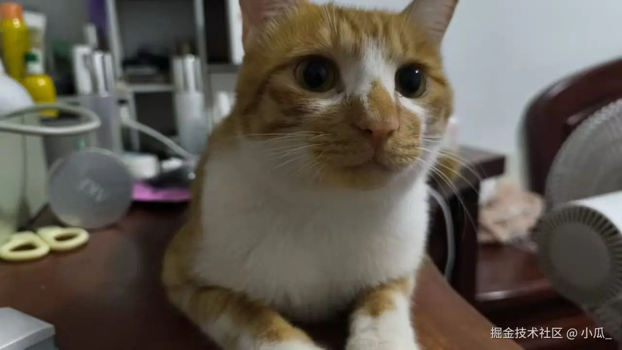 小瓜_于2025-05-15 13:56发布的图片