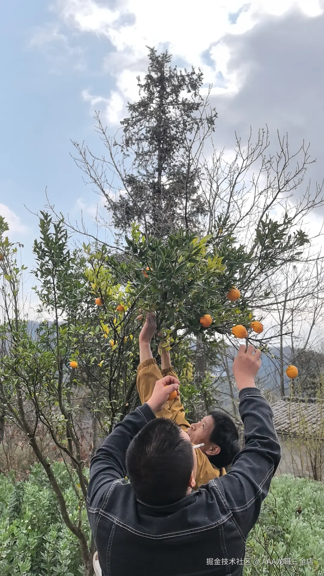 AAA龙哥三金店于2026-02-24 11:34发布的图片