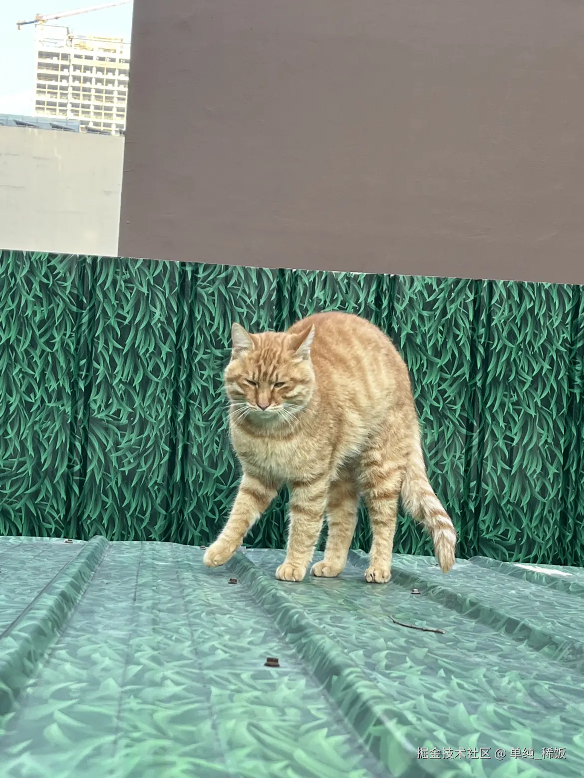 单纯_稀饭于2025-10-13 17:51发布的图片