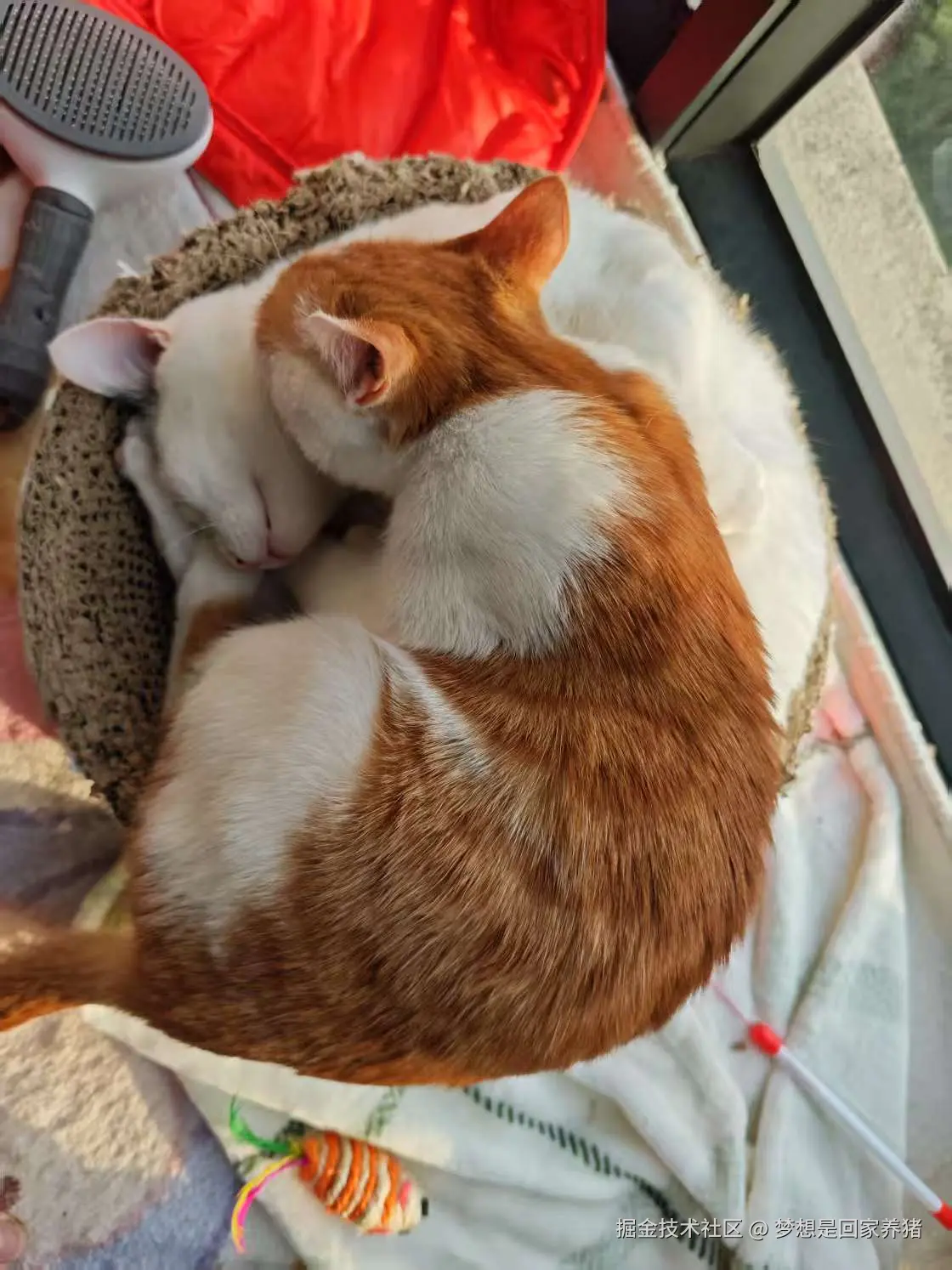 梦想是回家养猪于2025-02-17 09:25发布的图片