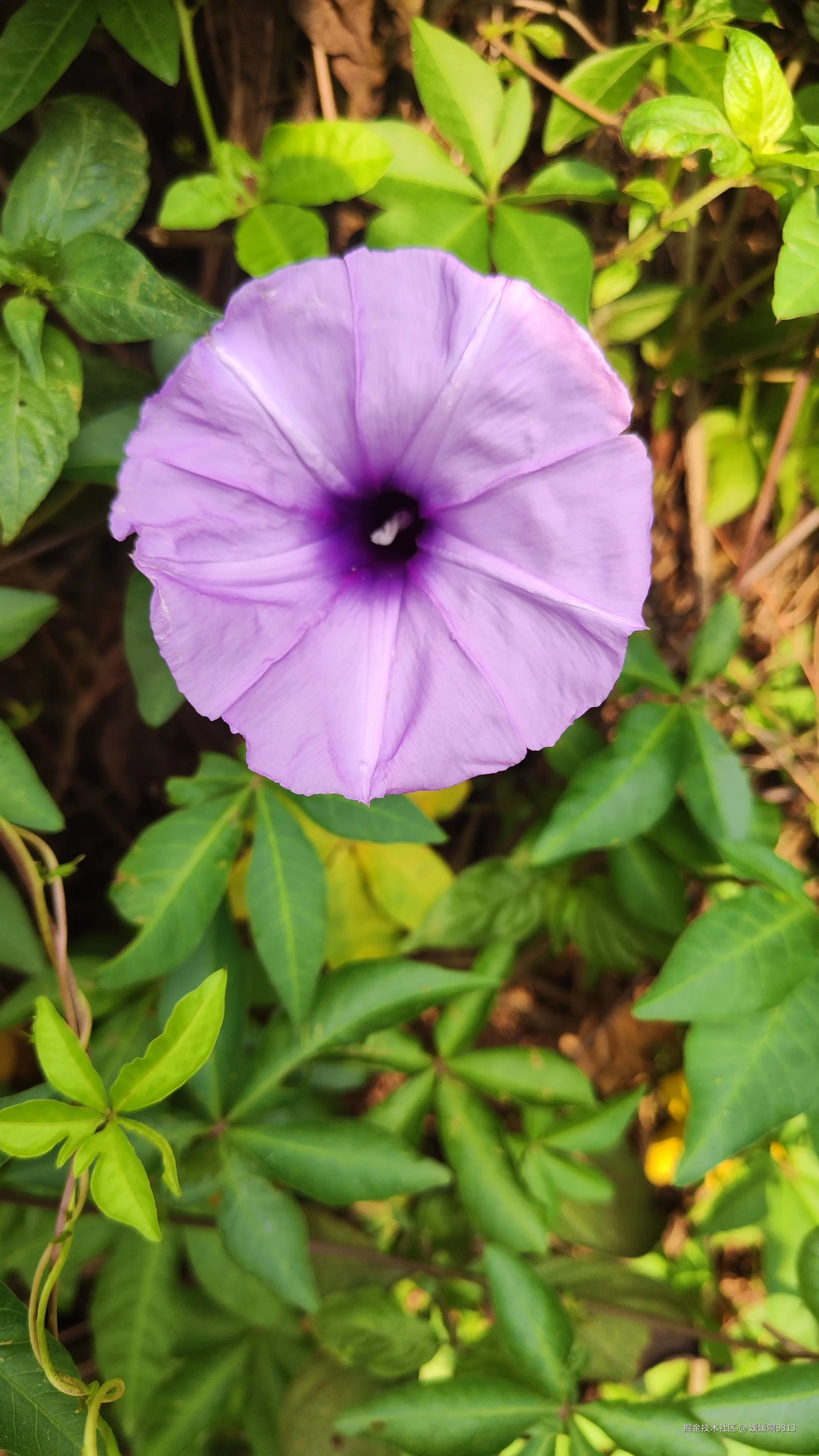 媛媛啊9813于2025-05-08 06:30发布的图片