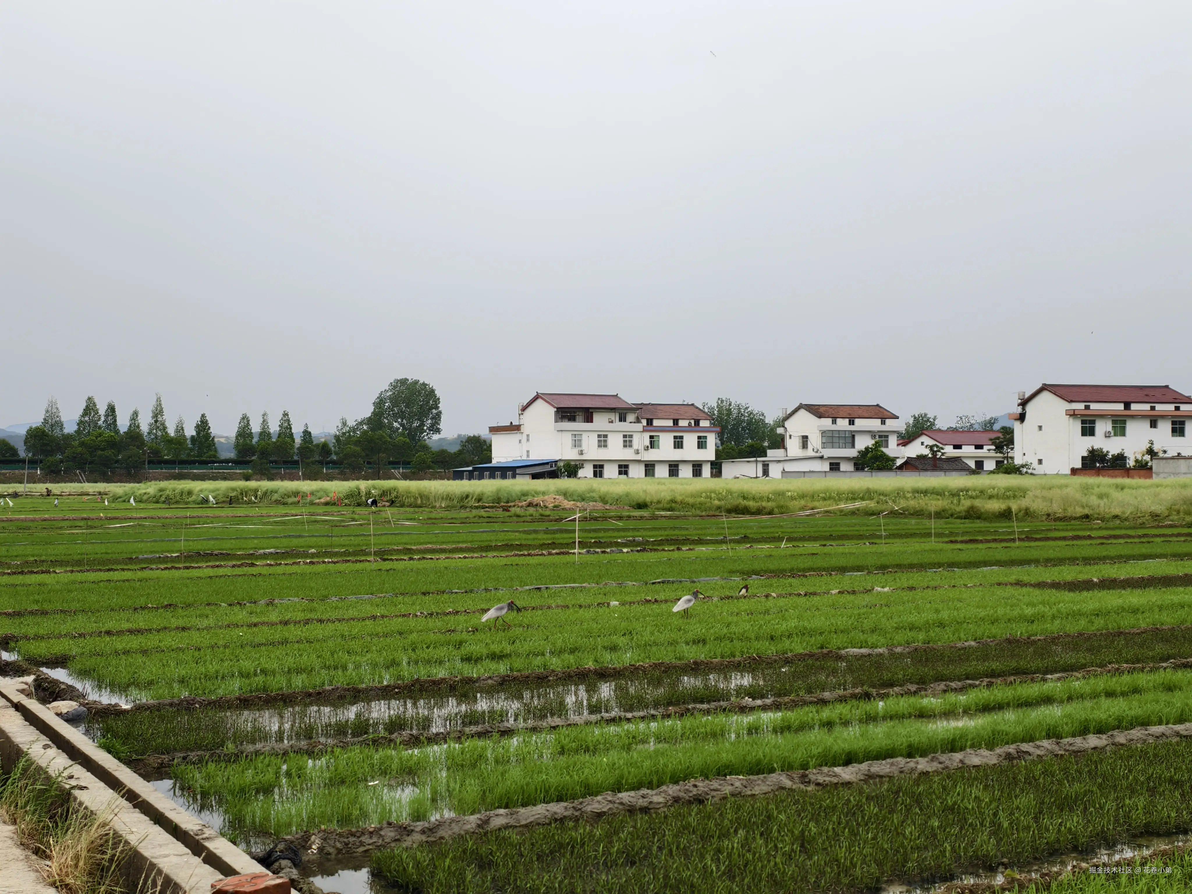 花卷小弟于2025-05-07 11:43发布的图片