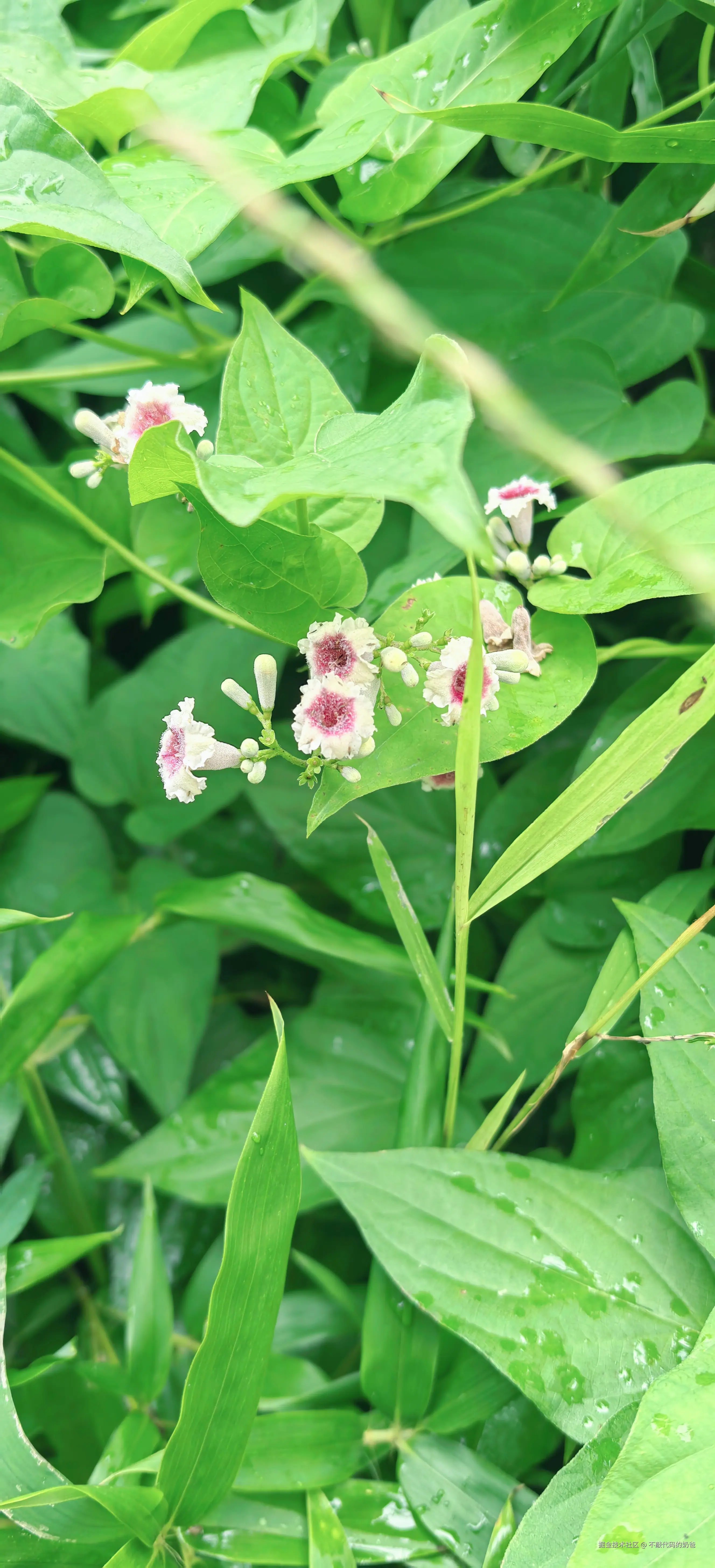 不敲代码的奶爸于2024-08-25 16:49发布的图片