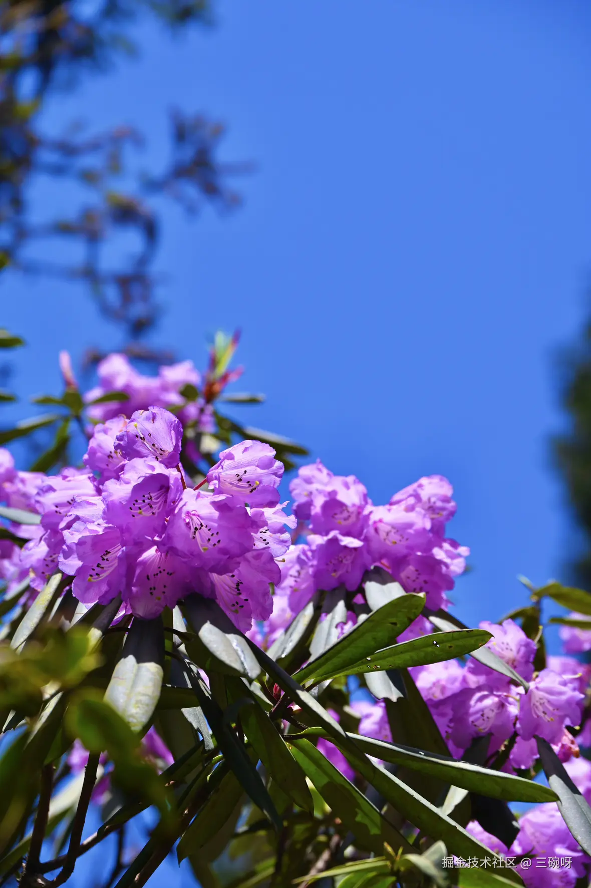 三碗呀于2025-04-22 10:05发布的图片