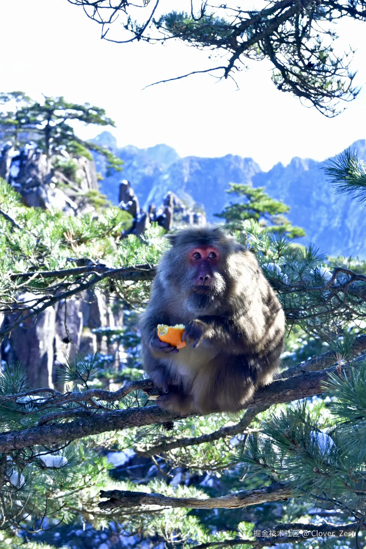 Clover_Zest于2026-01-08 09:01发布的图片