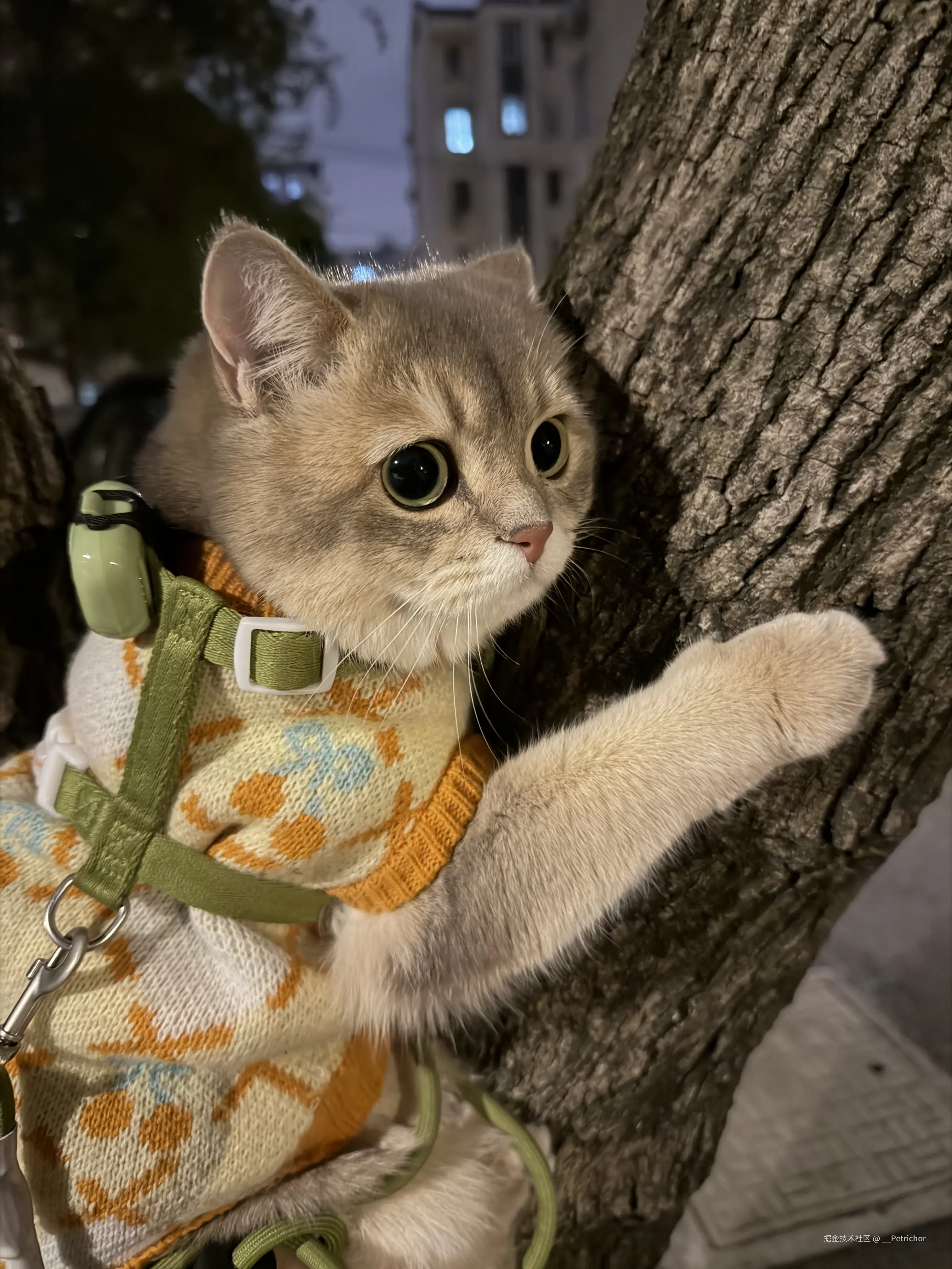 __Petrichor于2026-01-23 14:45发布的图片