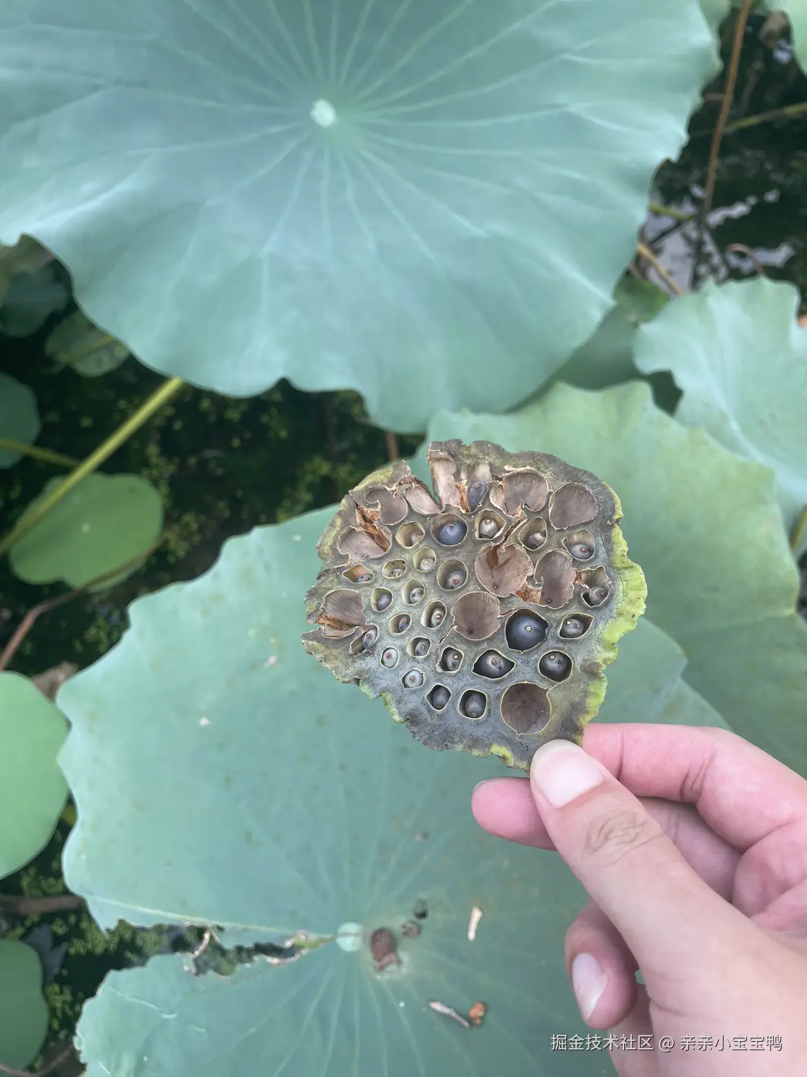 亲亲小宝宝鸭于2024-09-02 13:55发布的图片