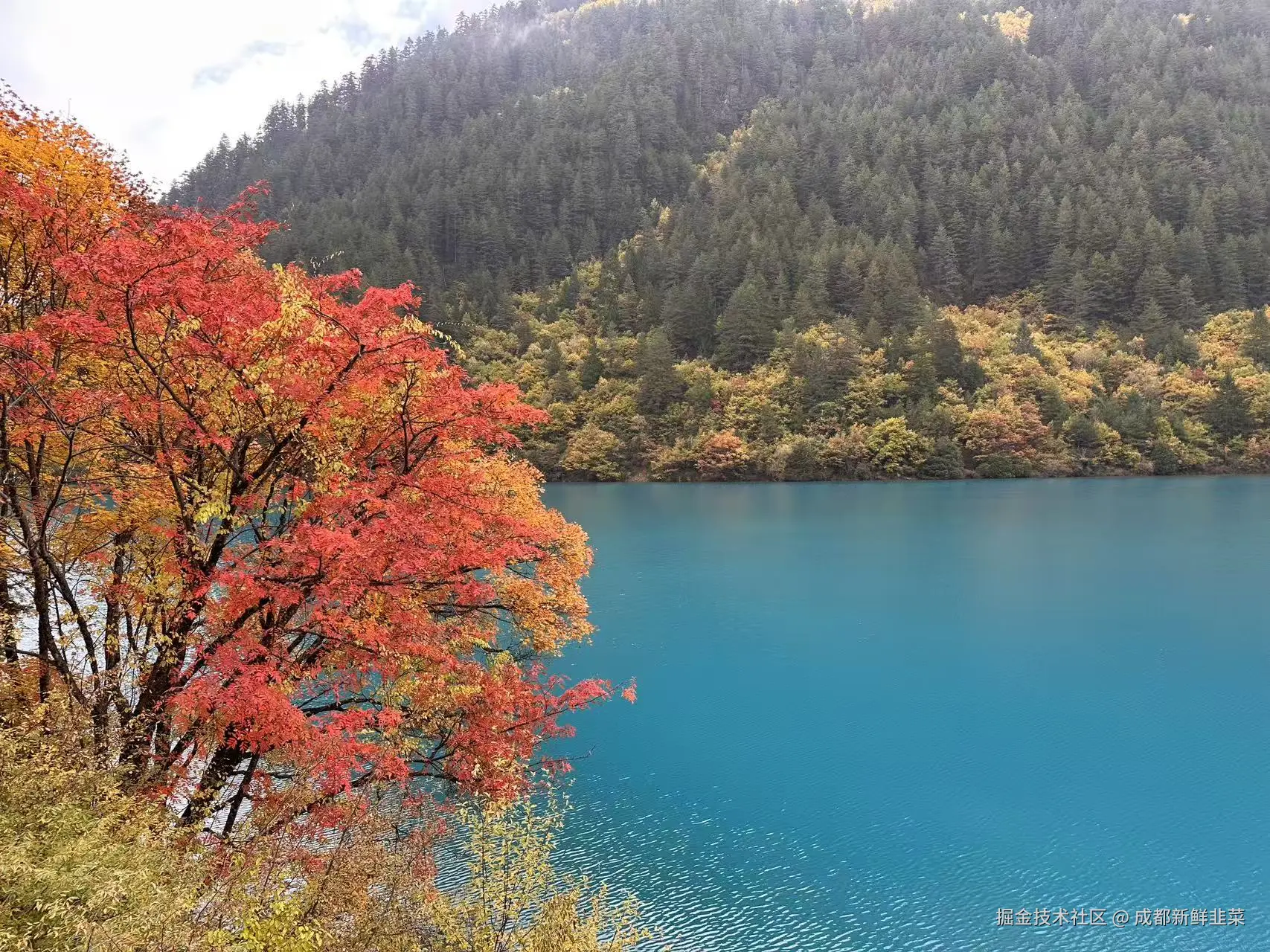 成都新鲜韭菜于2025-11-03 10:42发布的图片