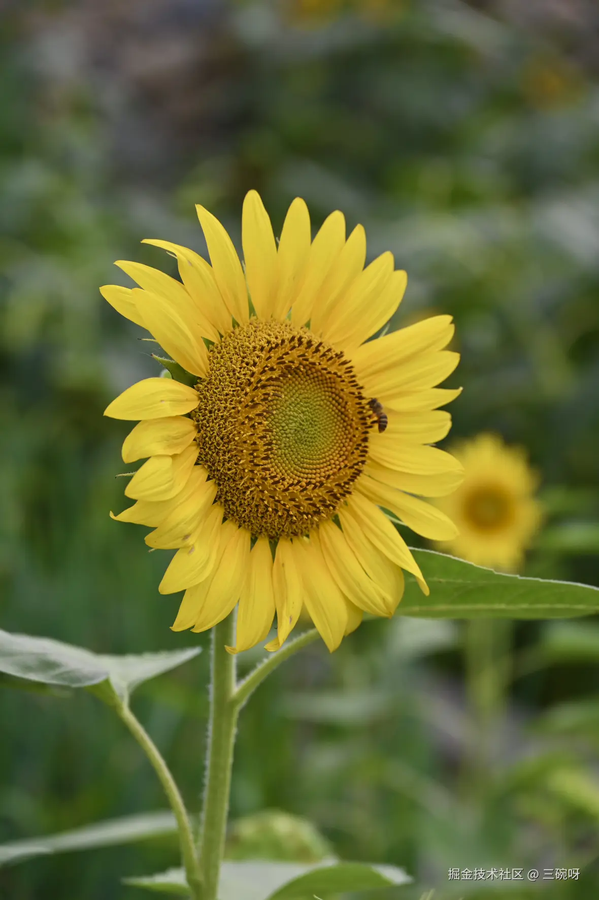 三碗呀于2025-07-09 10:10发布的图片