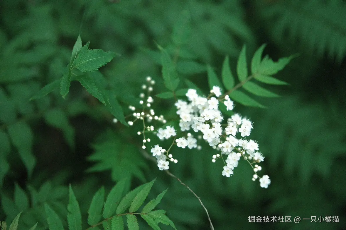 一只小橘猫于2025-08-08 13:38发布的图片