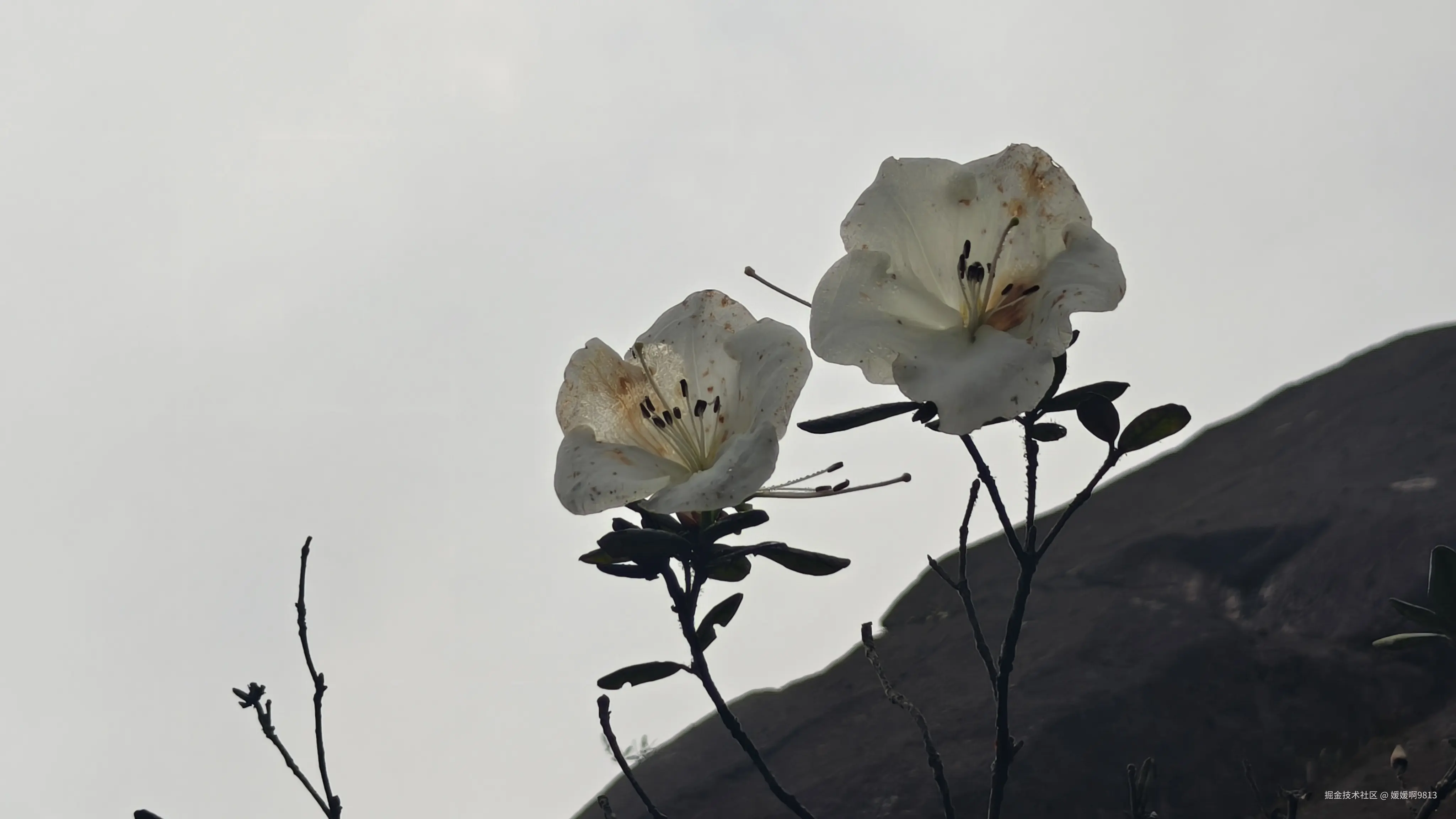 媛媛啊9813于2026-04-12 04:04发布的图片