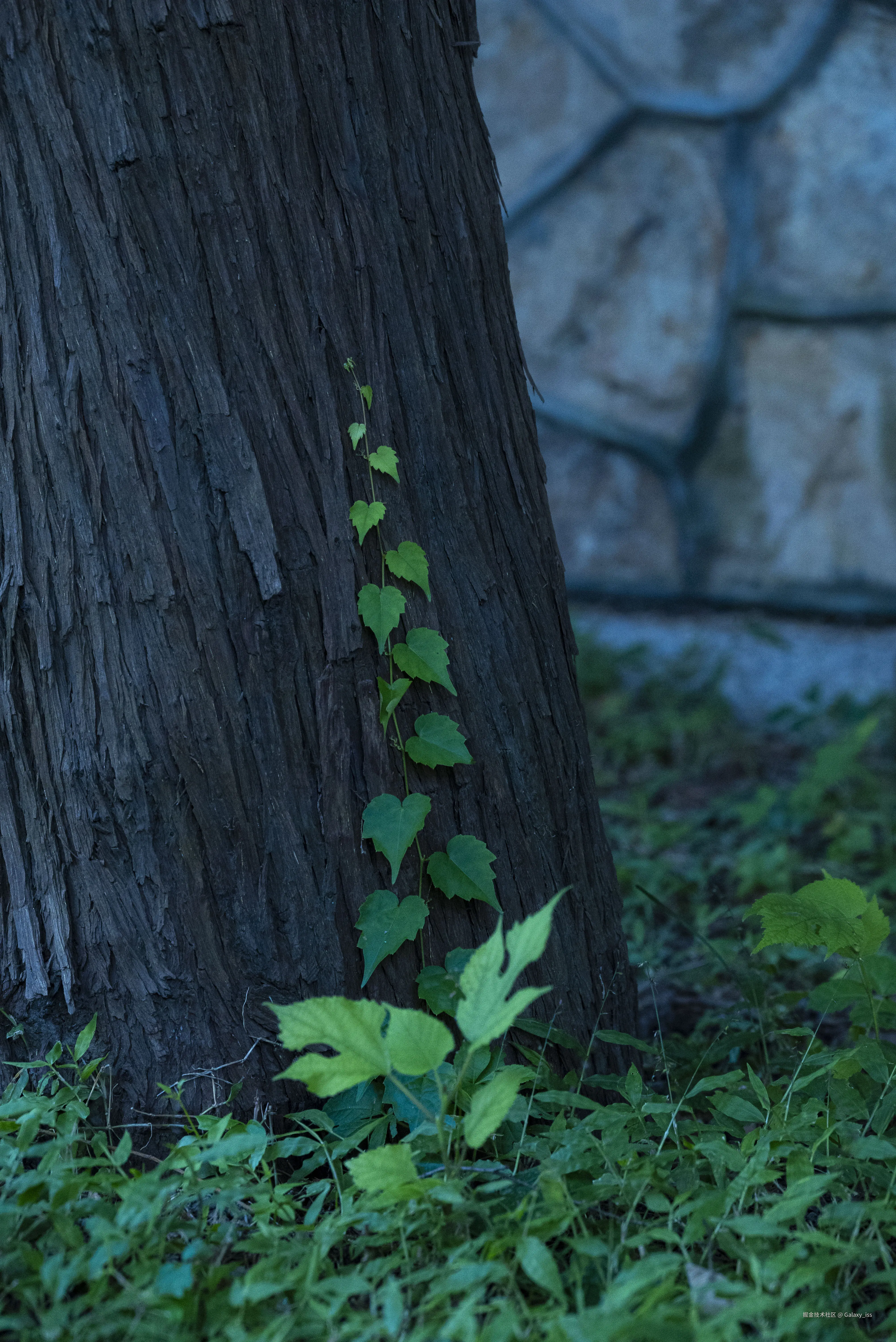 Galaxy_iss于2024-10-30 04:34发布的图片