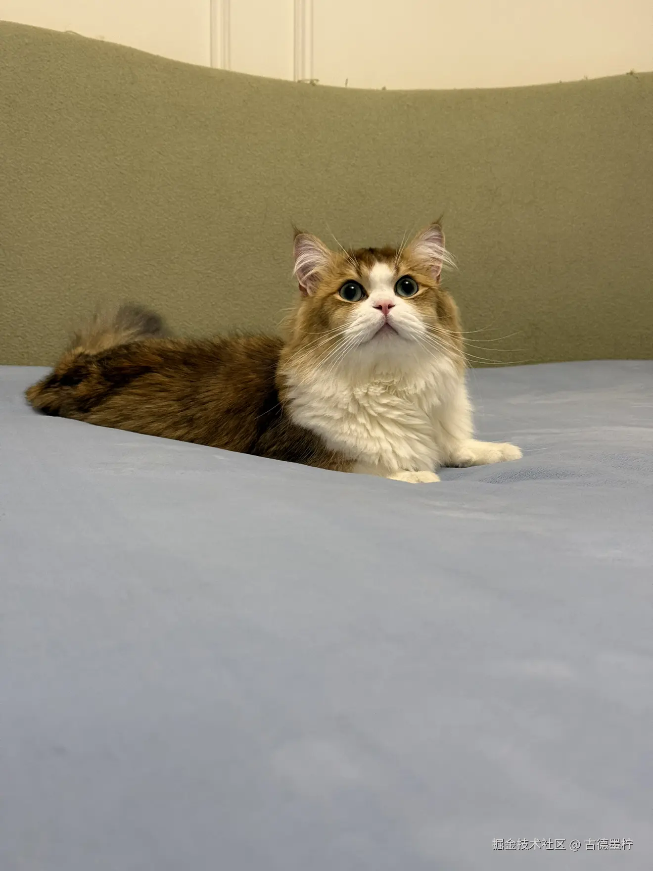 古德墨柠于2026-02-12 16:24发布的图片