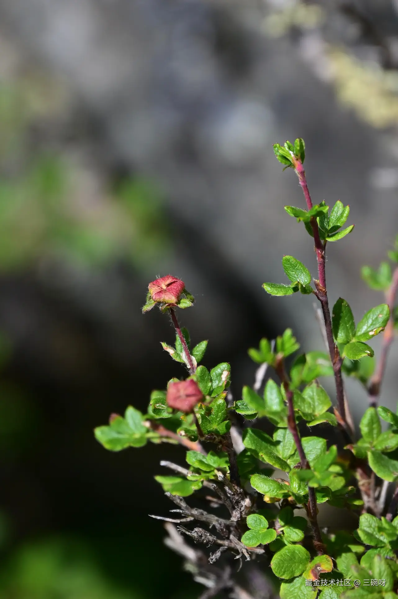 三碗呀于2025-08-04 10:26发布的图片