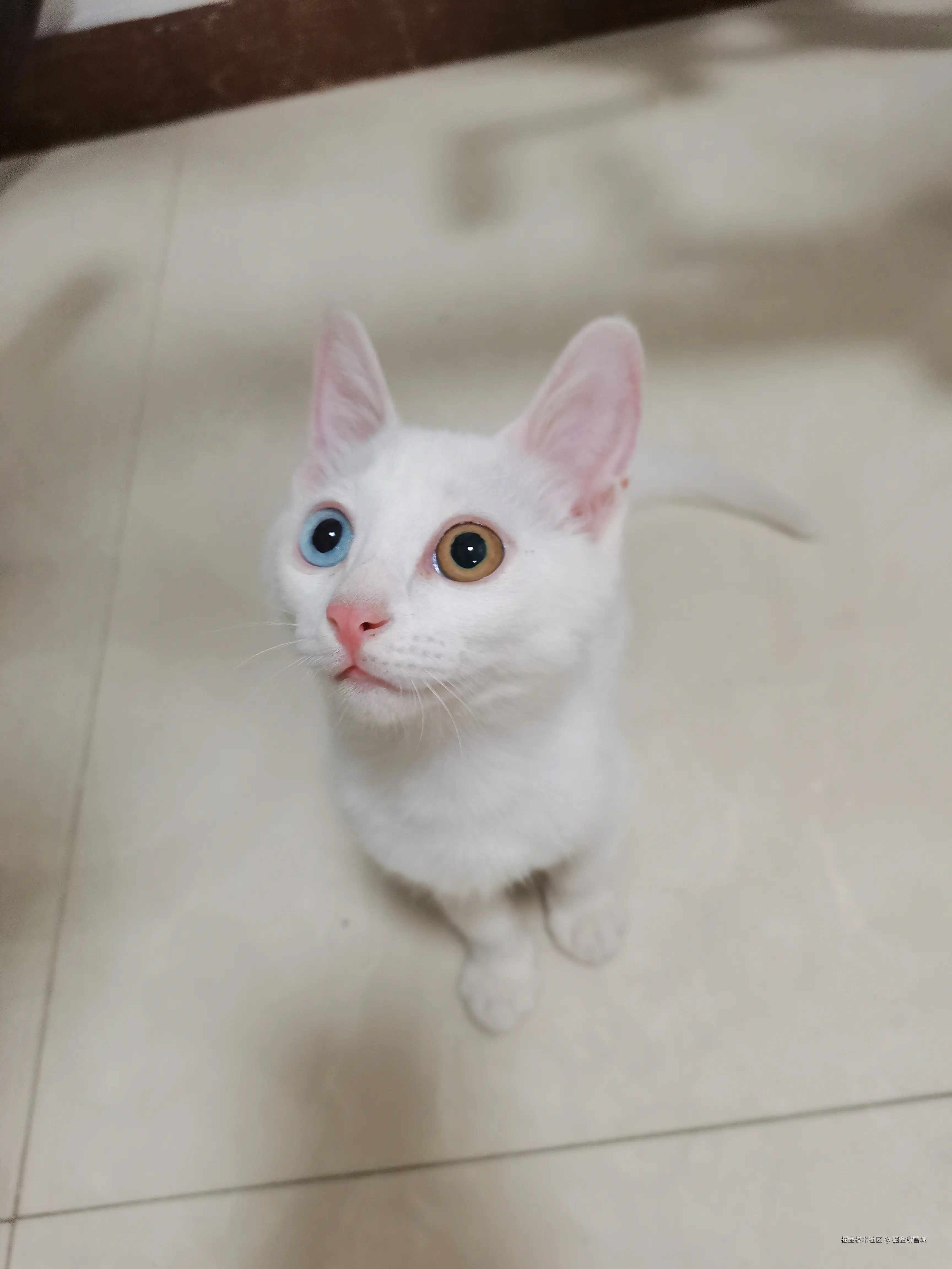 掘金谢雪城于2025-09-11 10:22发布的图片