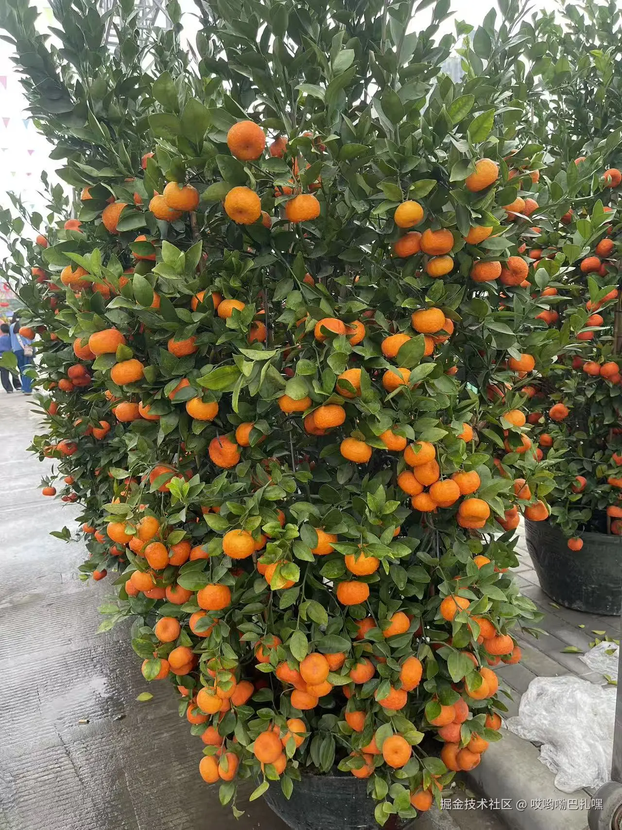 哎哟嘞巴扎嘿于2026-02-15 16:45发布的图片